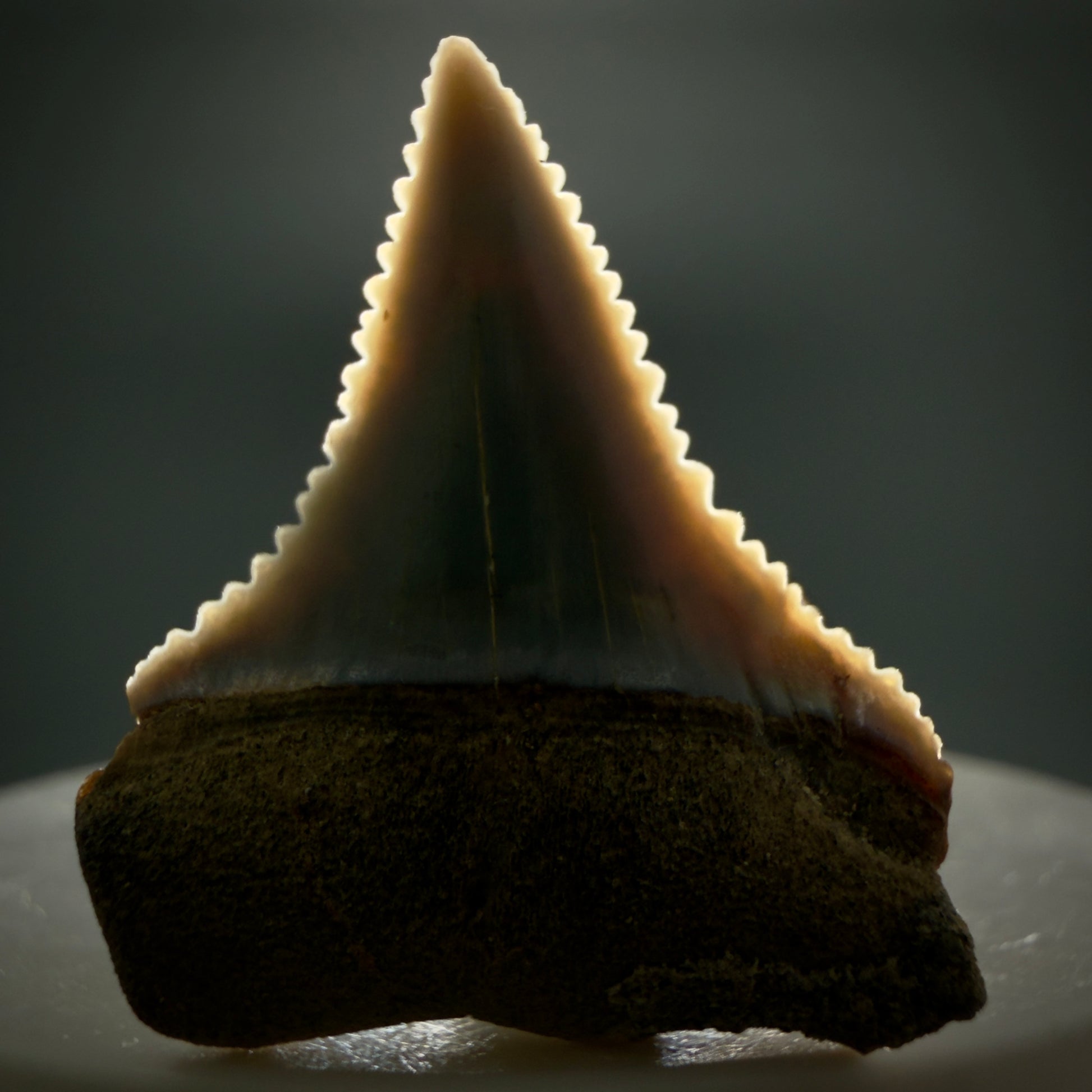 Front View Very colorful, sharply serrated 1.23" long Fossil Great White Tooth from the deserts of Peru GW1309 - 3
