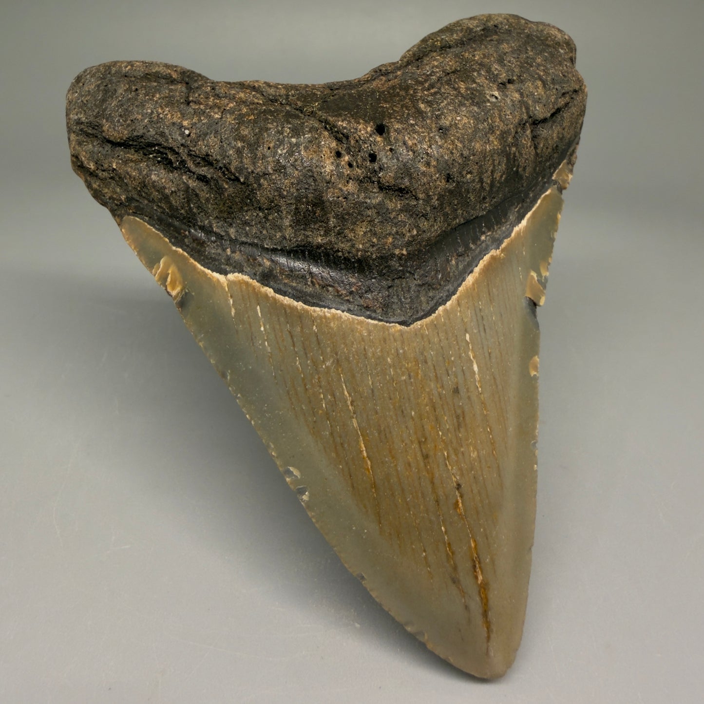 Front Left View Colorful 3.87" Fossil Megalodon Tooth from North Carolina - megalodonteeth.com CM5710 