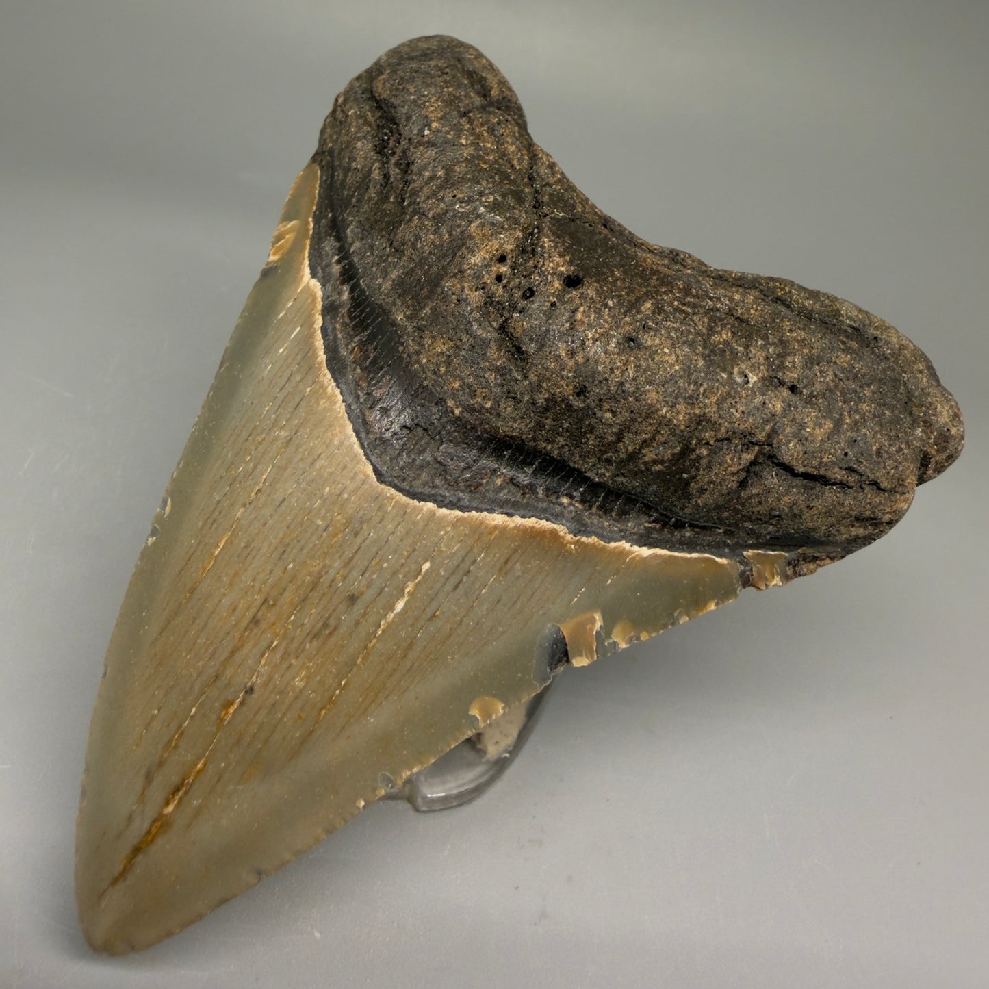 Front Right View Colorful 3.87" Fossil Megalodon Tooth from North Carolina - megalodonteeth.com CM5710 