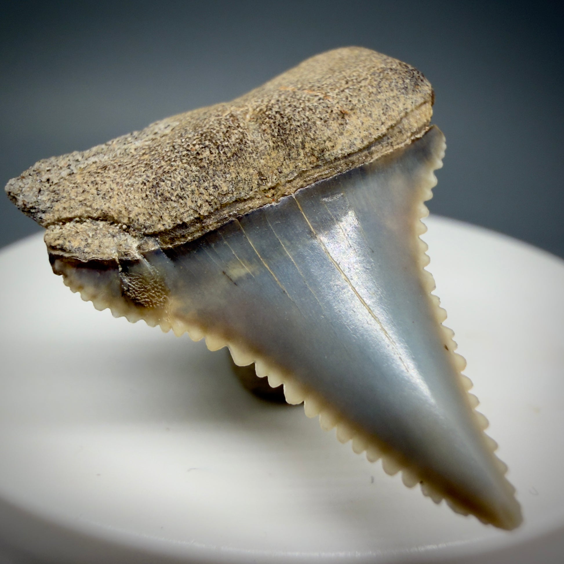 Front Left View Very colorful, sharply serrated 1.23" long Fossil Great White Tooth from the deserts of Peru GW1309