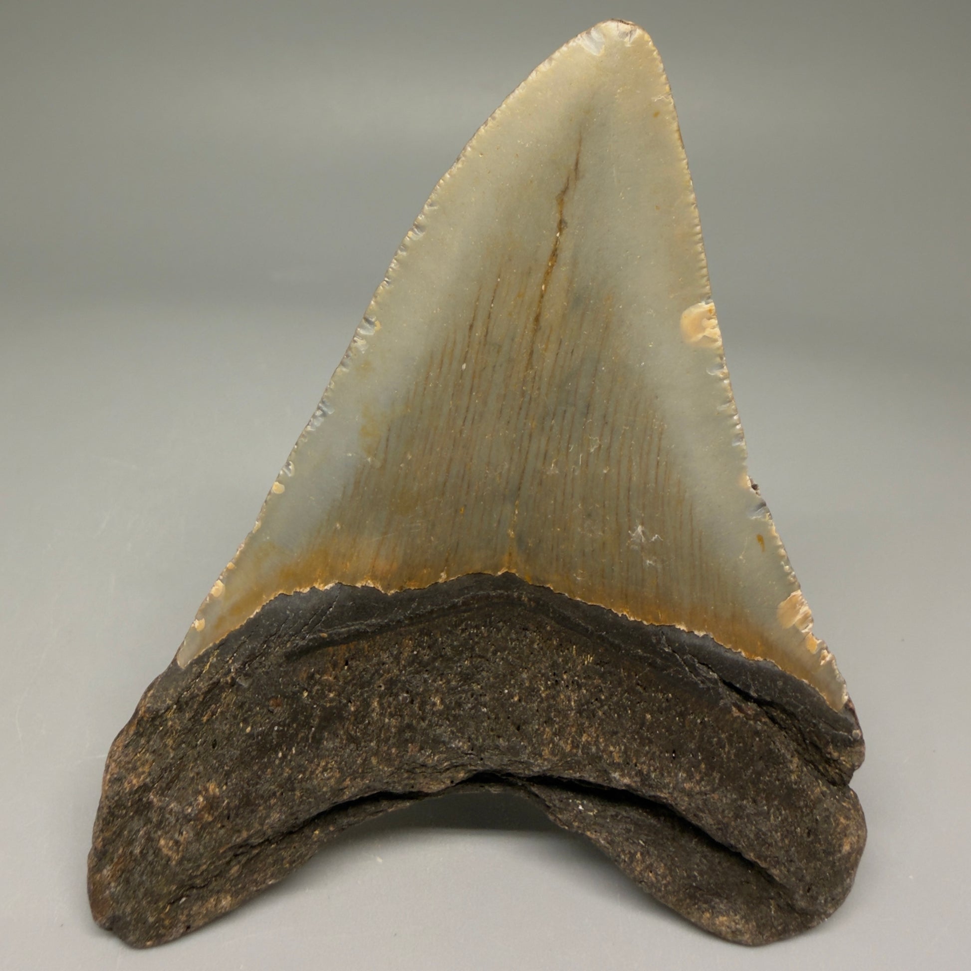 Back View Colorful 3.87" Fossil Megalodon Tooth from North Carolina - megalodonteeth.com CM5710 
