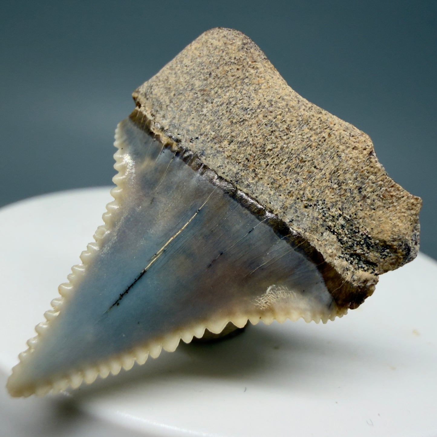Back Right View Very colorful, sharply serrated 1.23" long Fossil Great White Tooth from the deserts of Peru GW1309