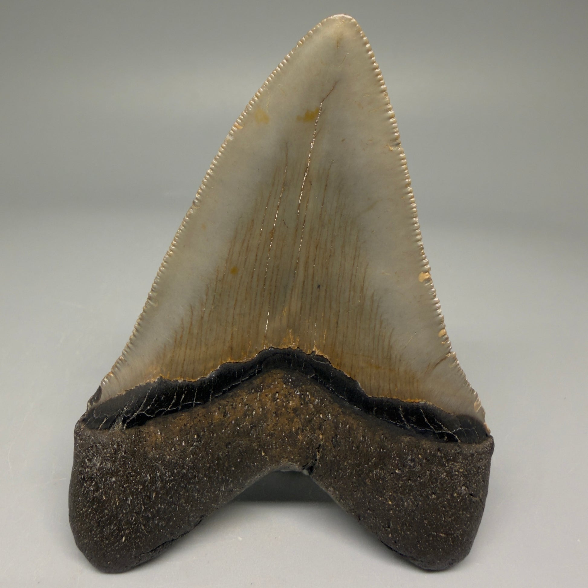 Back View Colorful 3.57" Fossil Megalodon Tooth from North Carolina - megalodonteeth.com CM5713