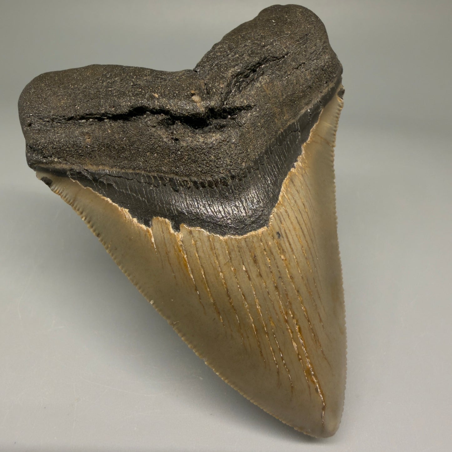Front Left View Colorful 3.57" Fossil Megalodon Tooth from North Carolina - megalodonteeth.com CM5713
