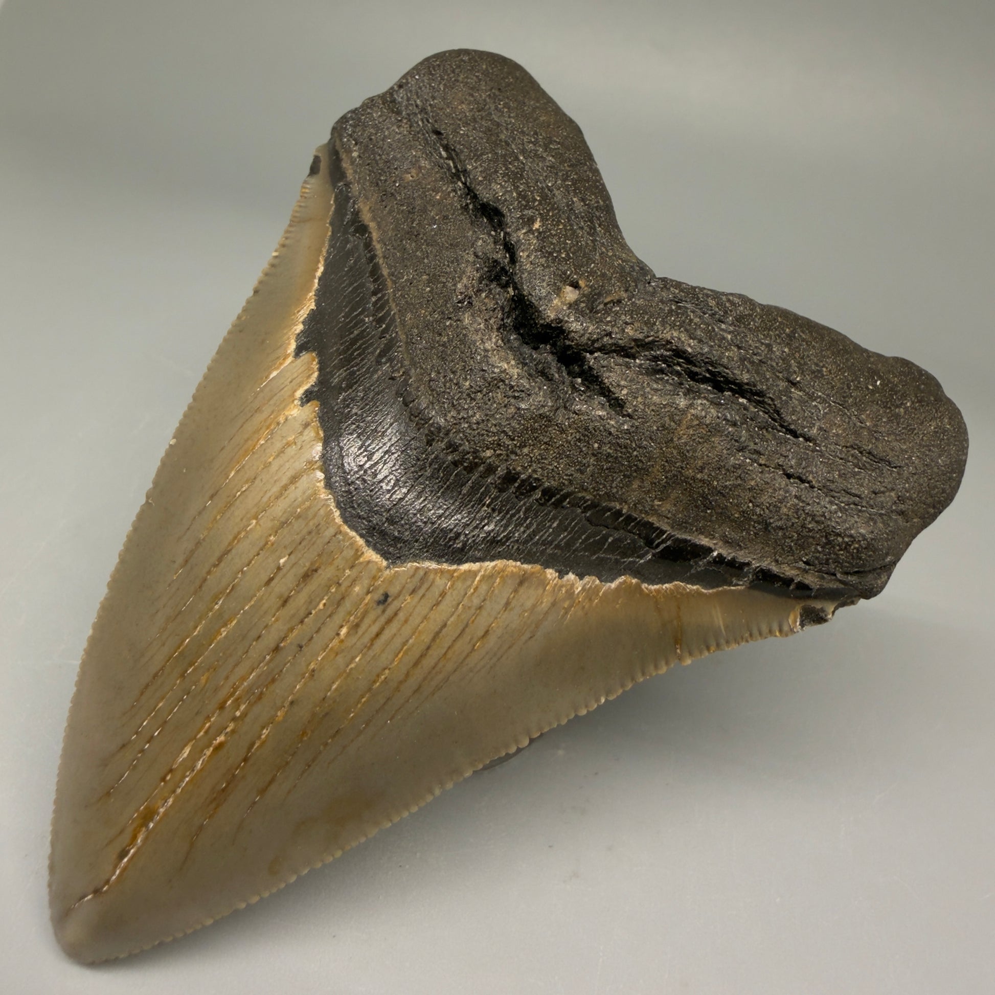 Front Right View Colorful 3.57" Fossil Megalodon Tooth from North Carolina - megalodonteeth.com CM5713