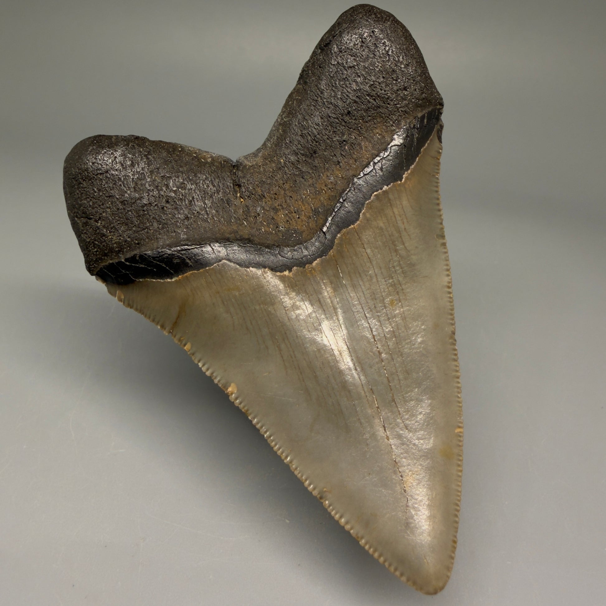 Back Left View Colorful 3.57" Fossil Megalodon Tooth from North Carolina - megalodonteeth.com CM5713