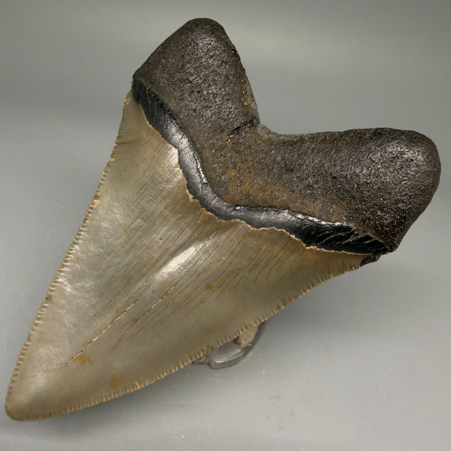 Back Right View Colorful 3.57" Fossil Megalodon Tooth from North Carolina - megalodonteeth.com CM5713