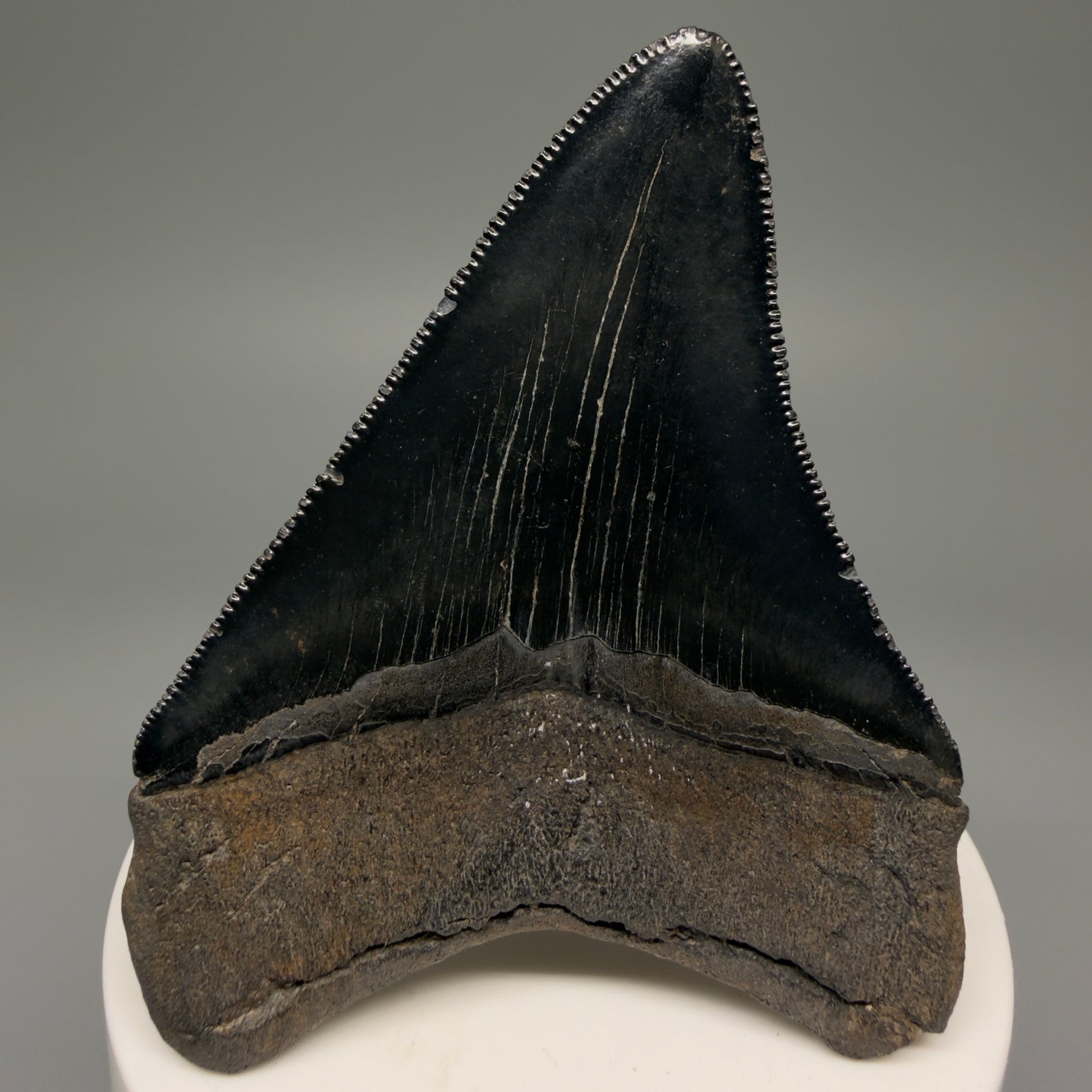 Back View 2.98" Fossil Megalodon Shark Tooth - Georgia - Jet Black, Collector's Quality CM5717 