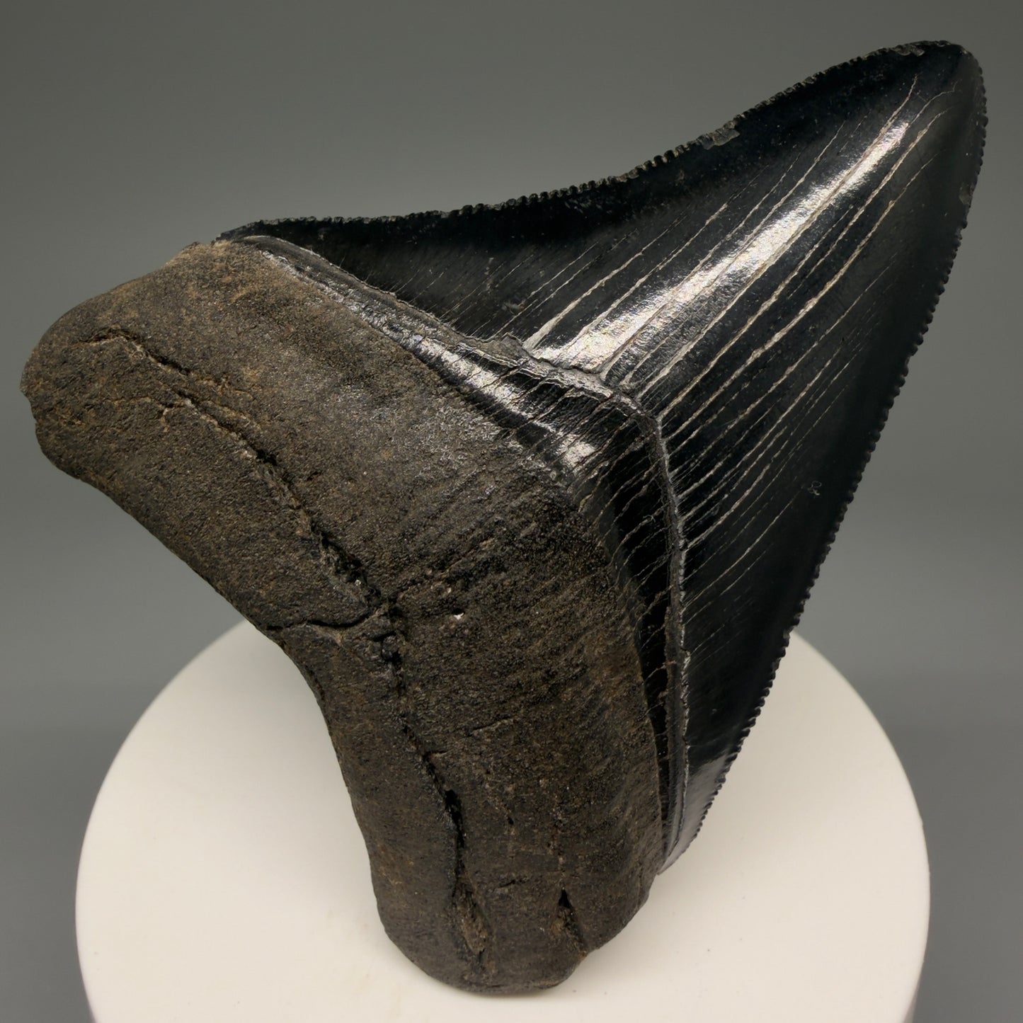 Front View 2.98" Fossil Megalodon Shark Tooth - Georgia - Jet Black, Collector's Quality CM5717 - 1