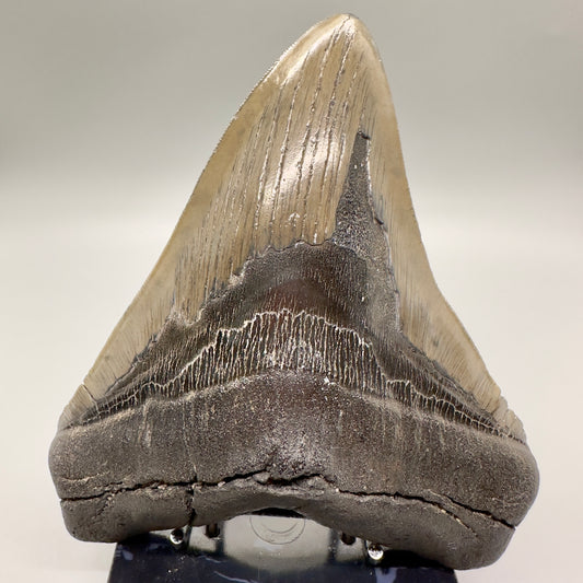 EXTRA LARGE 6.05" Fossil Megalodon Tooth: Scuba Diving Discovery from Southeast USA CM4606 - Front