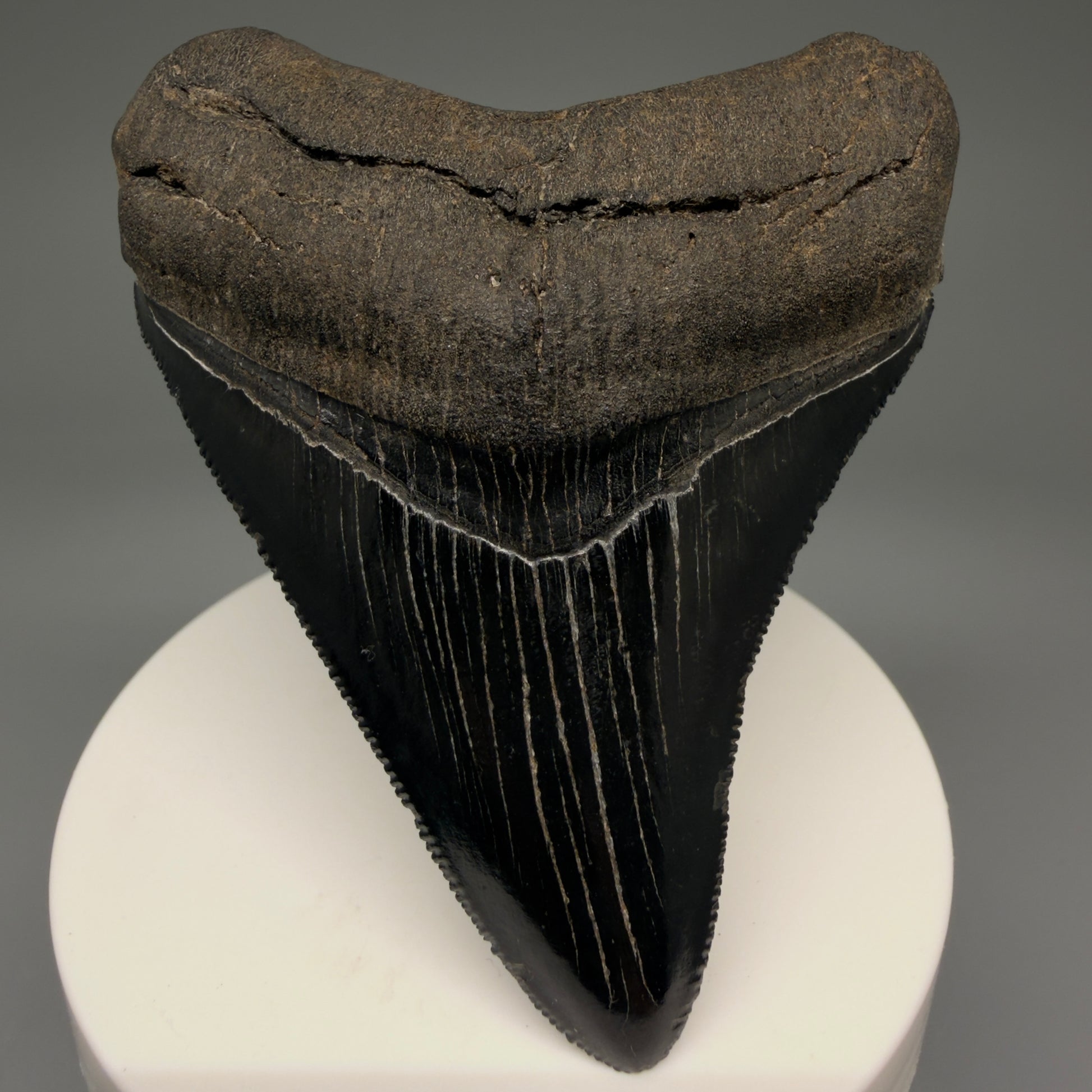 Front View 2.98" Fossil Megalodon Shark Tooth - Georgia - Jet Black, Collector's Quality CM5717 - 2