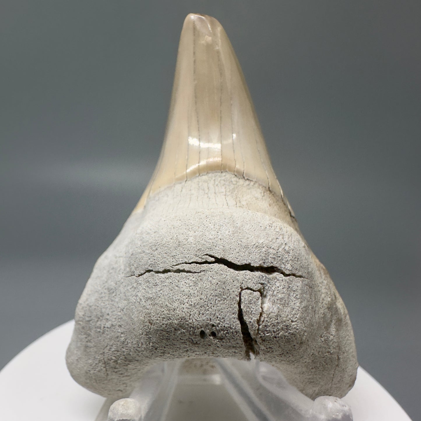 Gorgeous, Large 2.43" Fossil Parotodus benedeni Tooth from Aurora, NC R584 - Front
