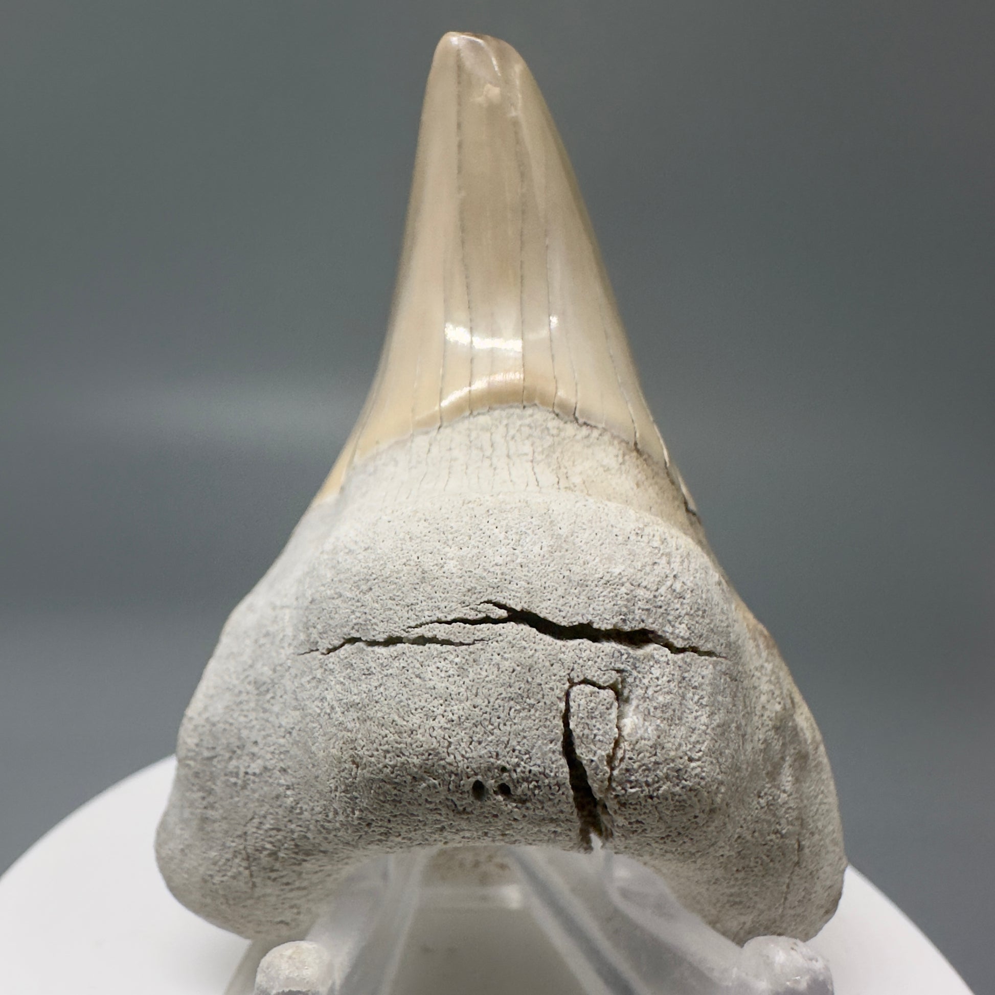 Gorgeous, Large 2.43" Fossil Parotodus benedeni Tooth from Aurora, NC R584 - Front