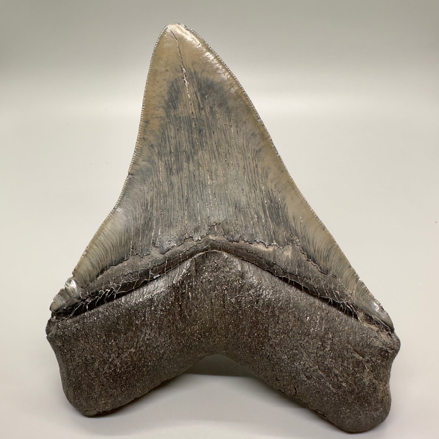 EXTRA LARGE 6.05" Fossil Megalodon Tooth: Scuba Diving Discovery from Southeast USA CM4606 - Back