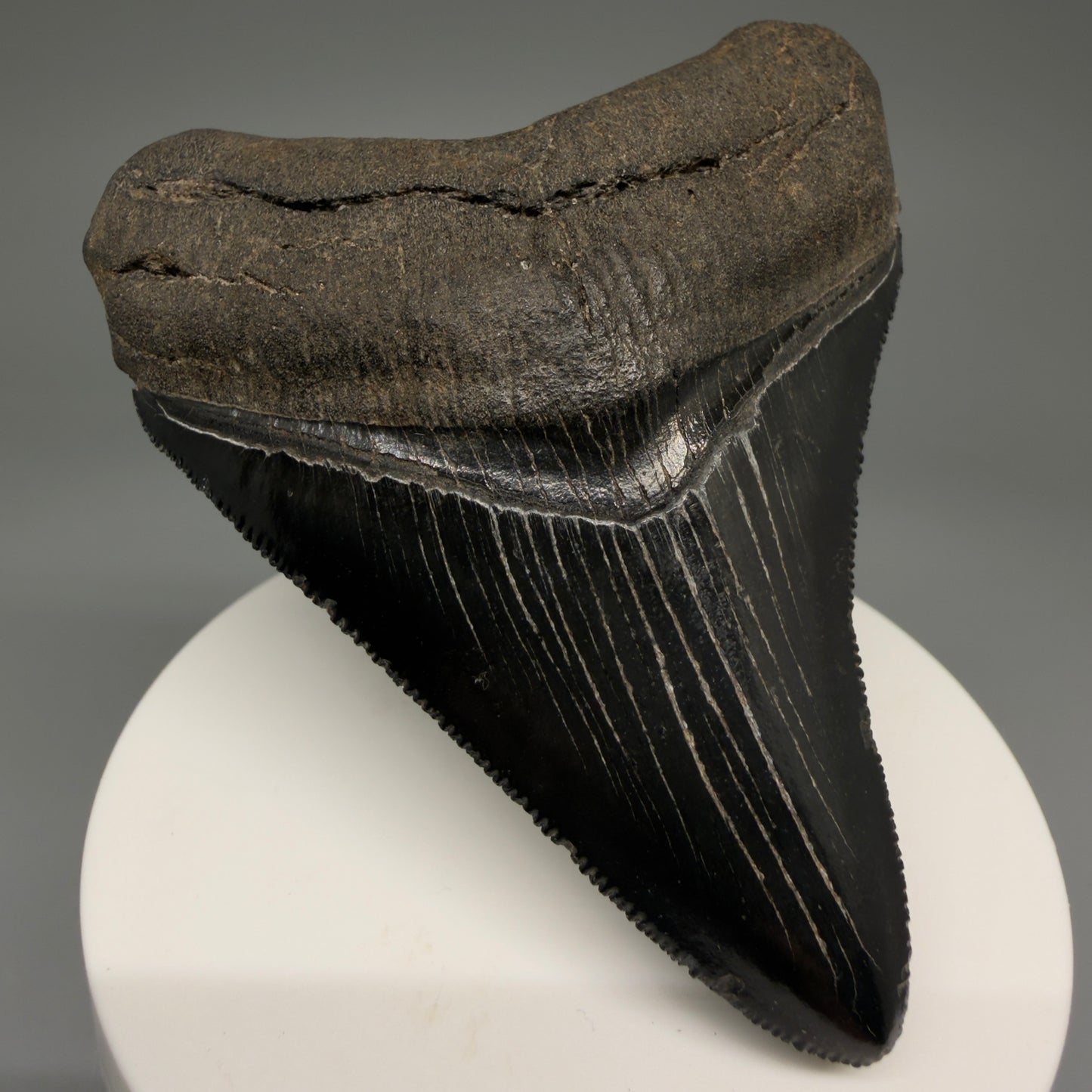 Front Left View 2.98" Fossil Megalodon Shark Tooth - Georgia - Jet Black, Collector's Quality CM5717 