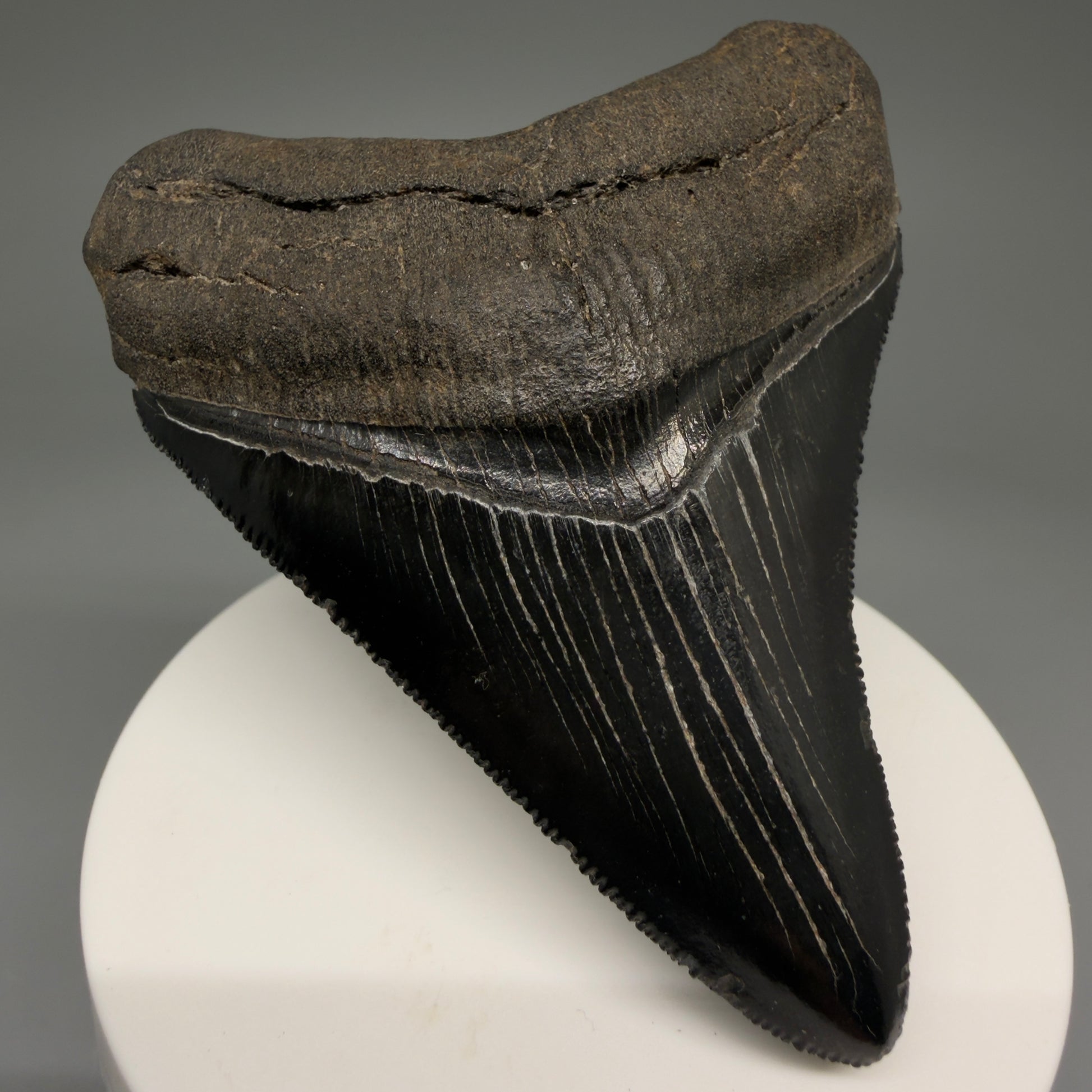 Front Left View 2.98" Fossil Megalodon Shark Tooth - Georgia - Jet Black, Collector's Quality CM5717 