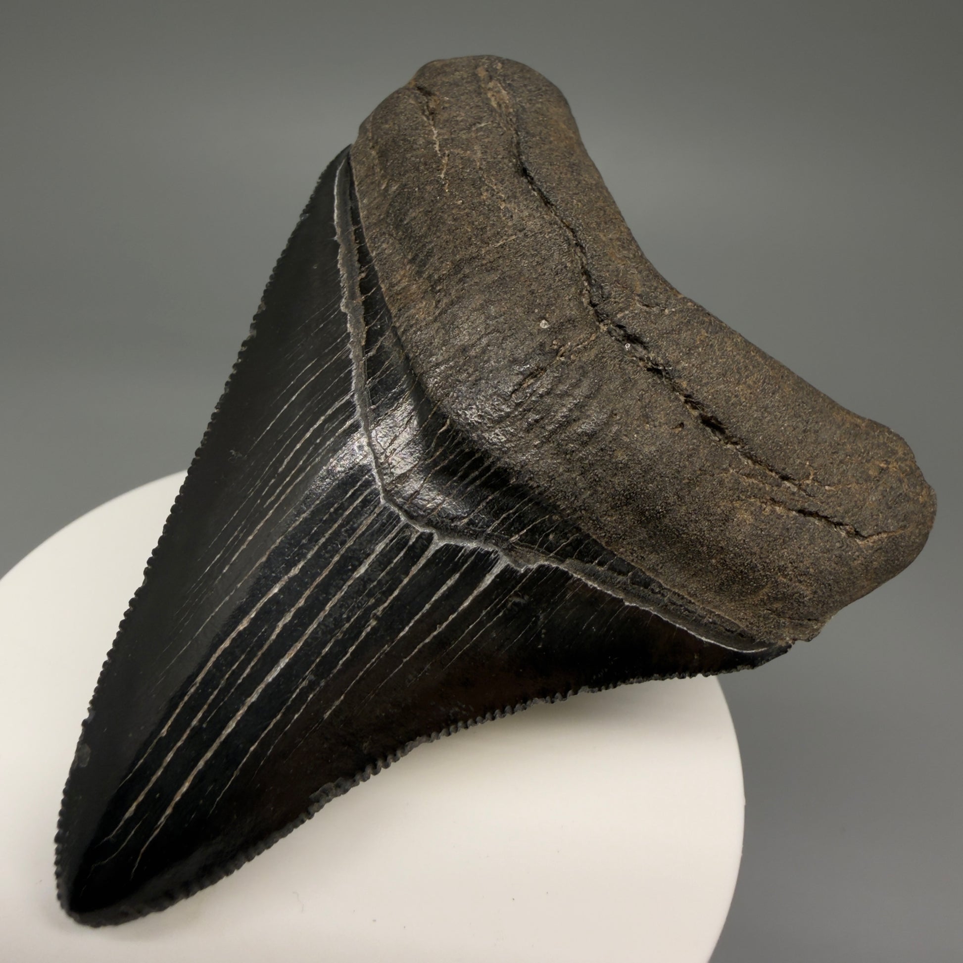 Front Right View 2.98" Fossil Megalodon Shark Tooth - Georgia - Jet Black, Collector's Quality CM5717 