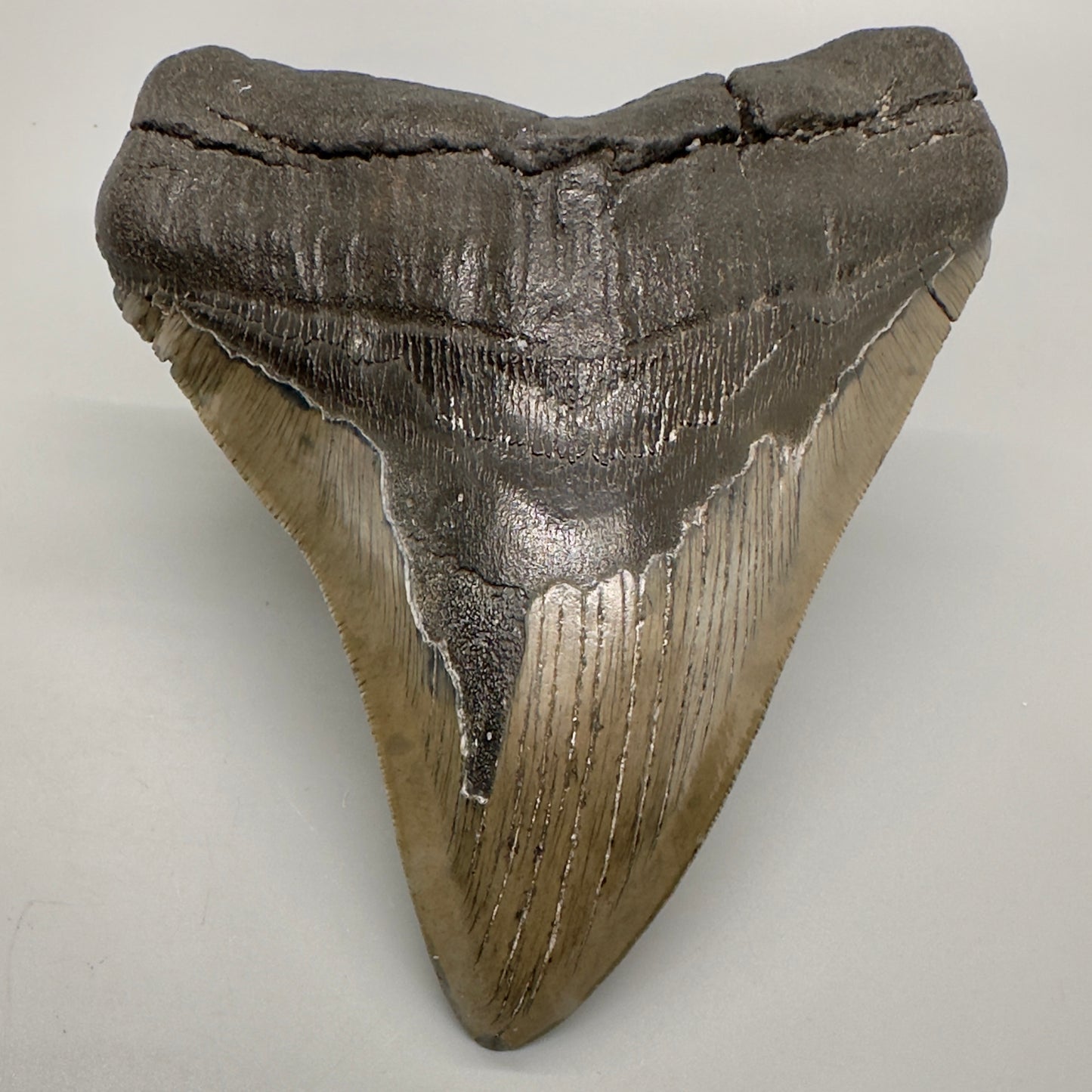 EXTRA LARGE 6.05" Fossil Megalodon Tooth: Scuba Diving Discovery from Southeast USA CM4606 - Front down