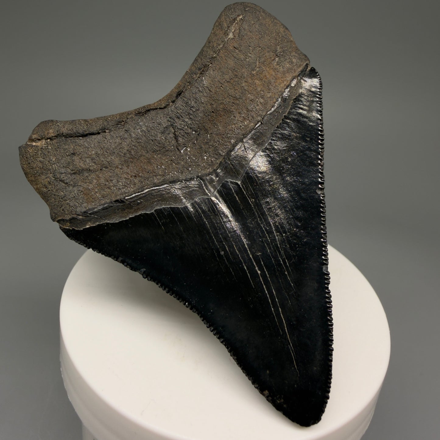 Back Left View 2.98" Fossil Megalodon Shark Tooth - Georgia - Jet Black, Collector's Quality CM5717 