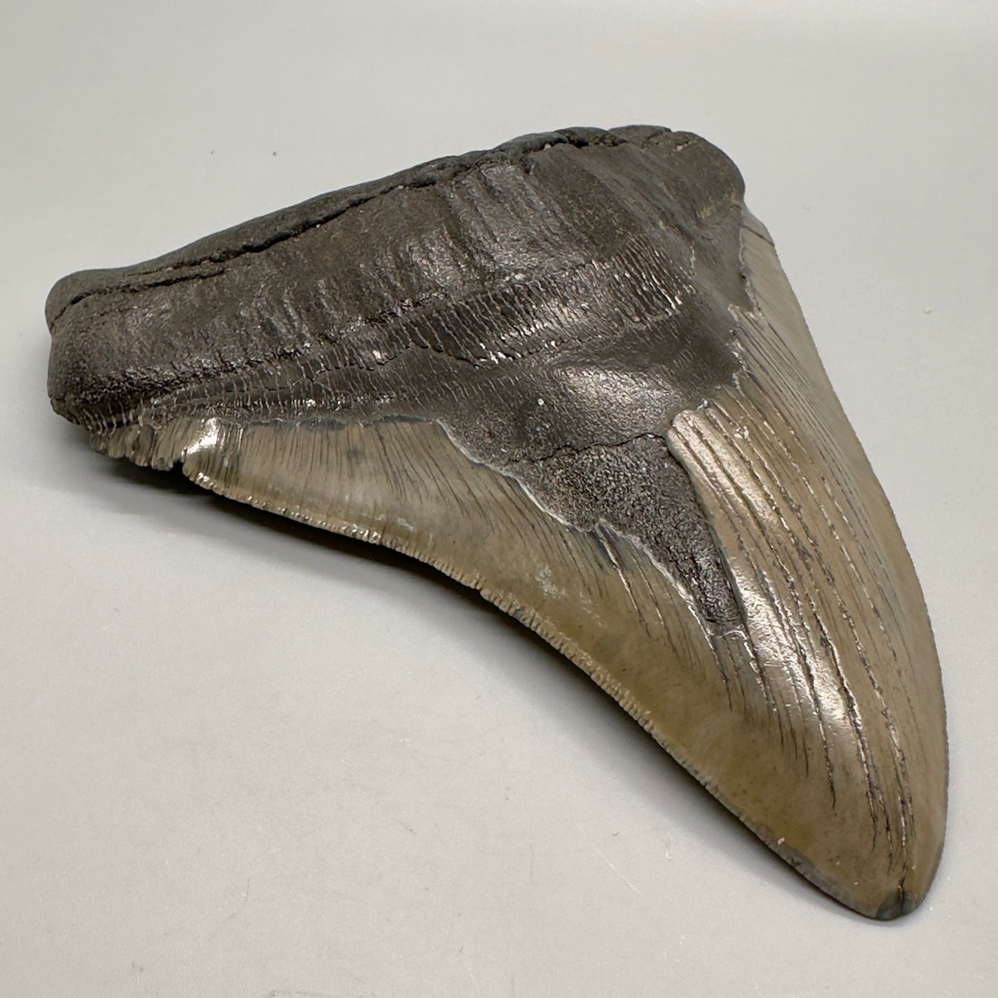 EXTRA LARGE 6.05" Fossil Megalodon Tooth: Scuba Diving Discovery from Southeast USA CM4606 - Front left