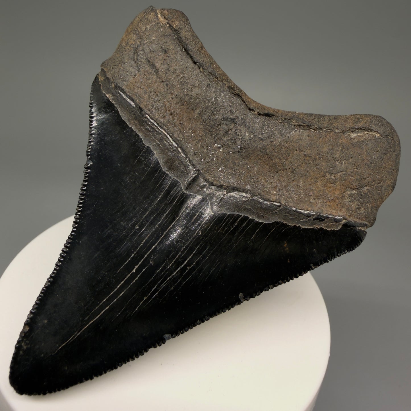 Back Right View 2.98" Fossil Megalodon Shark Tooth - Georgia - Jet Black, Collector's Quality CM5717 