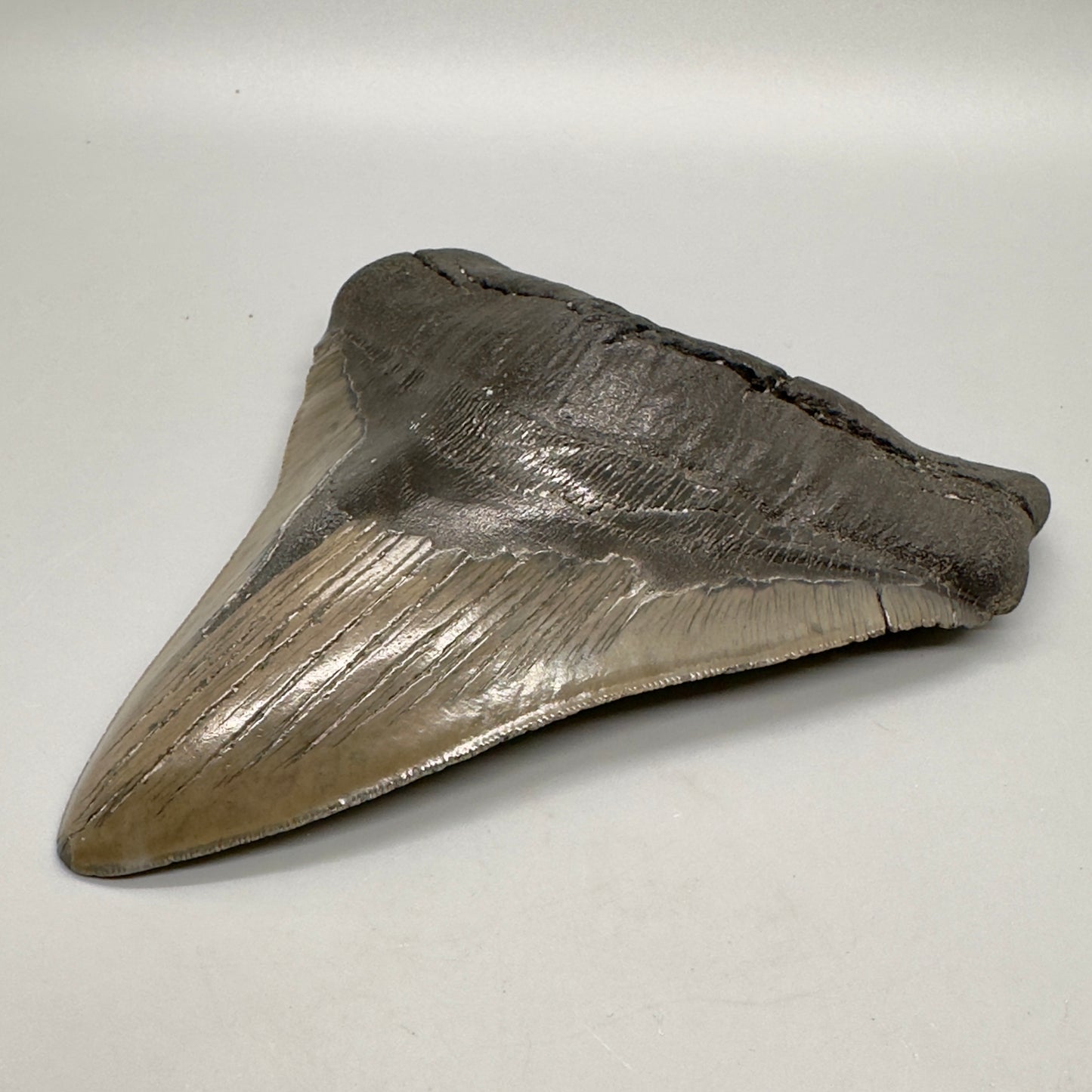 EXTRA LARGE 6.05" Fossil Megalodon Tooth: Scuba Diving Discovery from Southeast USA CM4606 - Front right