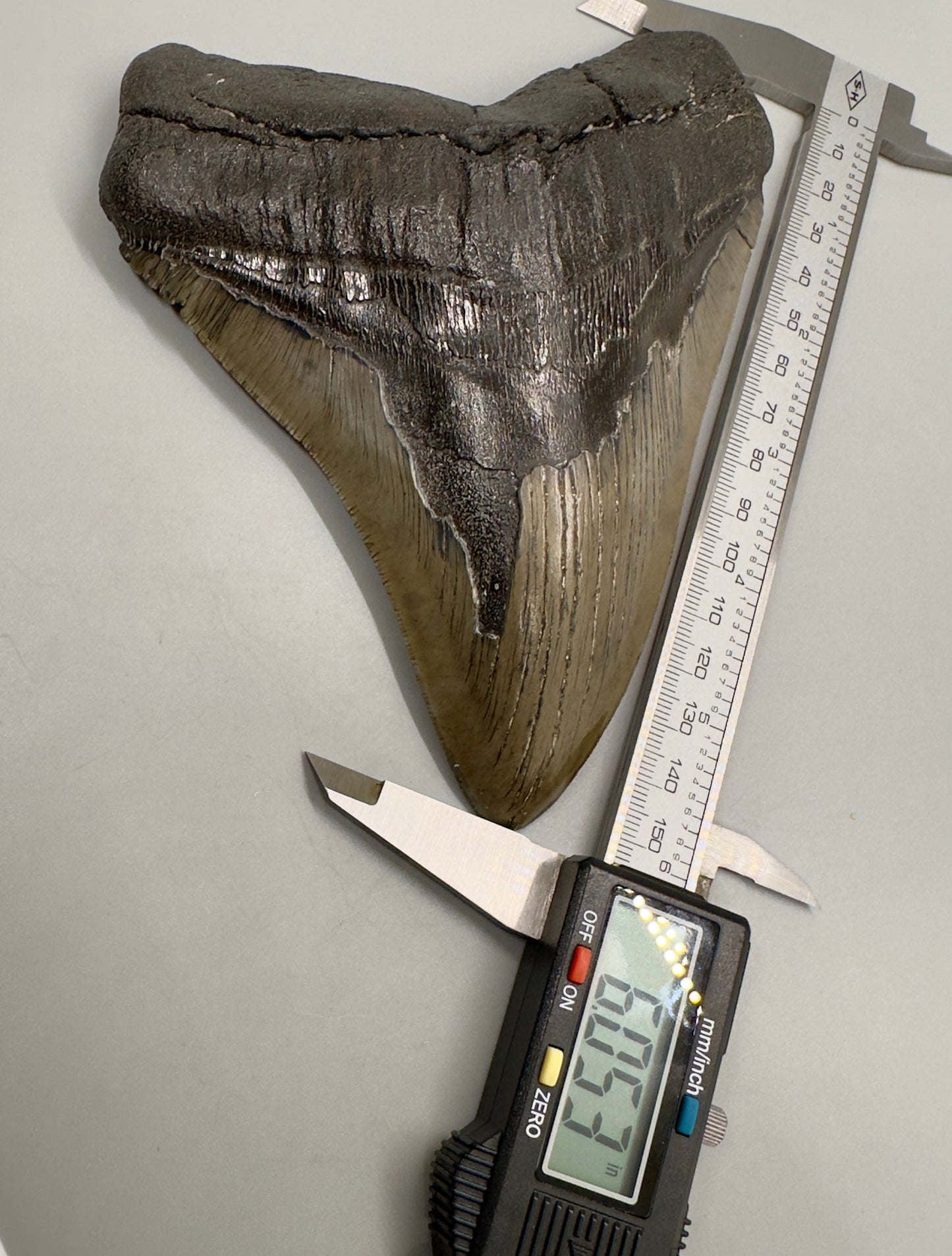EXTRA LARGE 6.05" Fossil Megalodon Tooth: Scuba Diving Discovery from Southeast USA CM4606 - Front with caliper