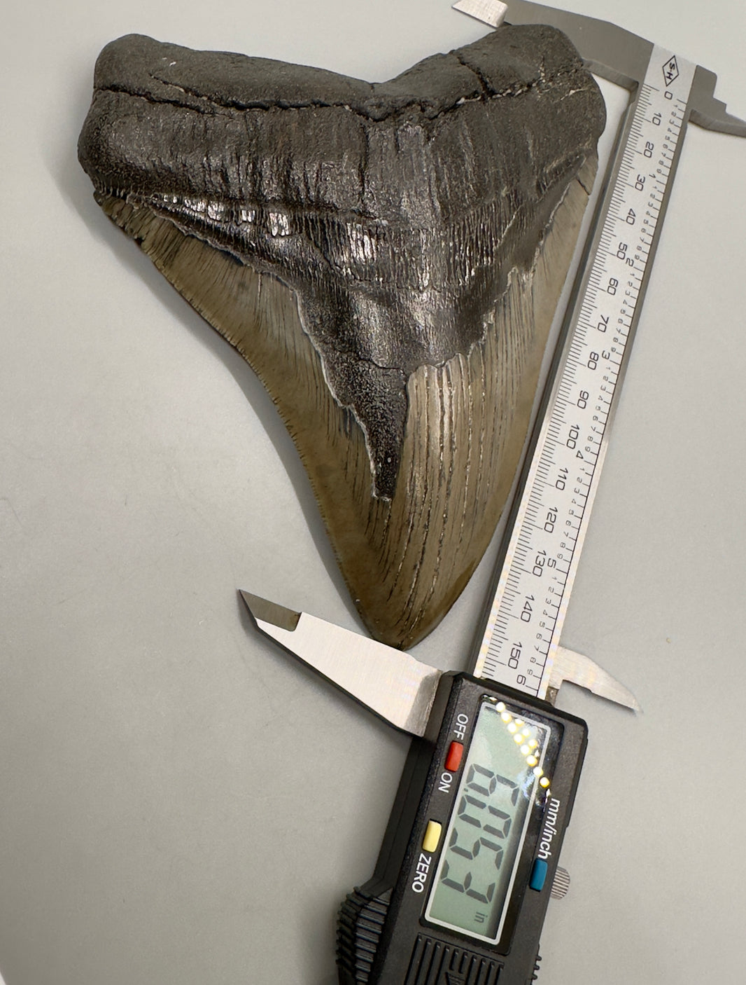 Collector Quality Megalodon Shark Teeth - Various Locations and sizes