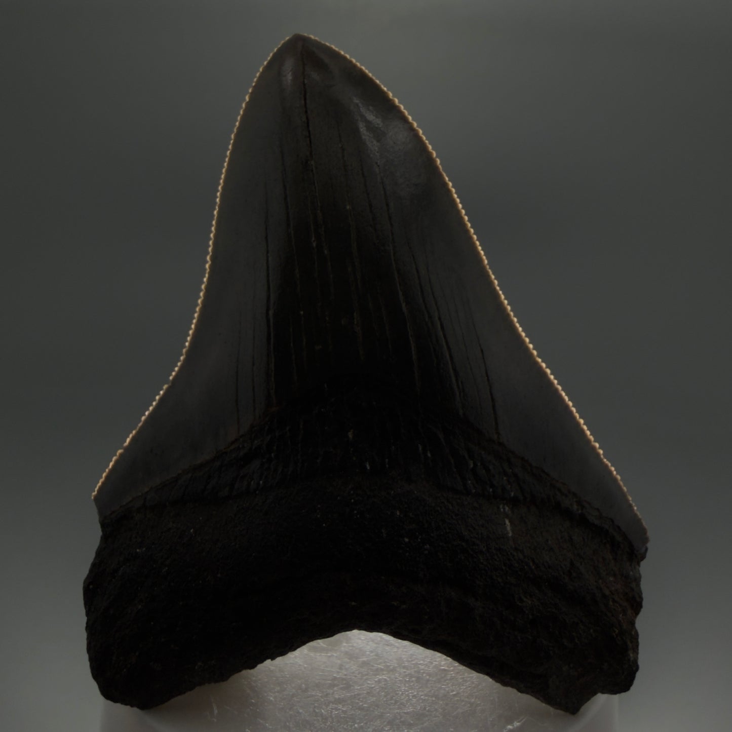 Front View 3.44" Fossil Megalodon Shark Tooth - Georgia - Colorful, sharply serrated CM5719 - 1