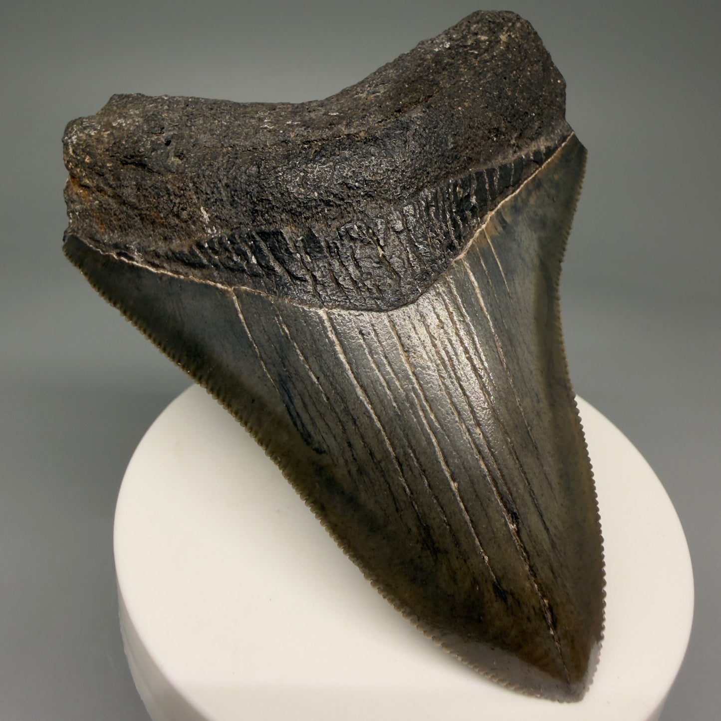 Front Left View 3.44" Fossil Megalodon Shark Tooth - Georgia - Colorful, sharply serrated CM5719 