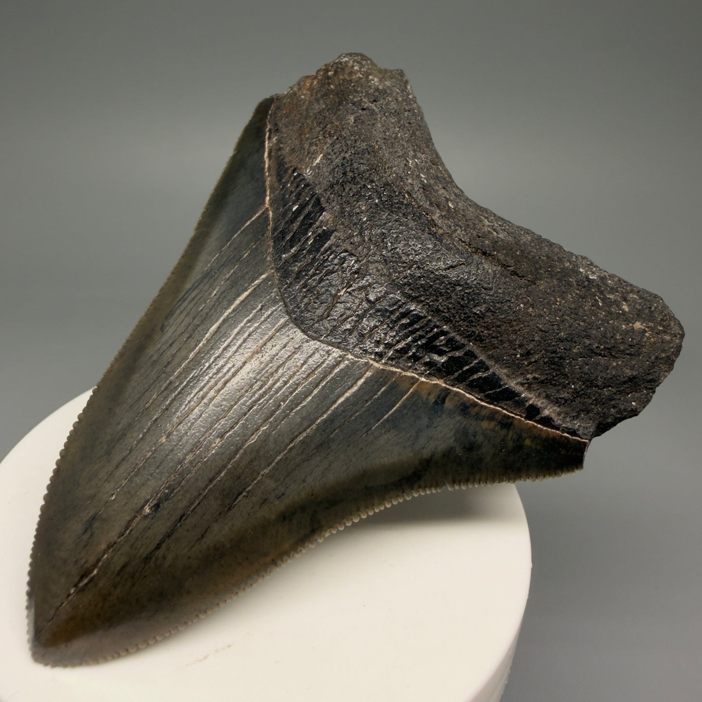 Front Right View 3.44" Fossil Megalodon Shark Tooth - Georgia - Colorful, sharply serrated CM5719 
