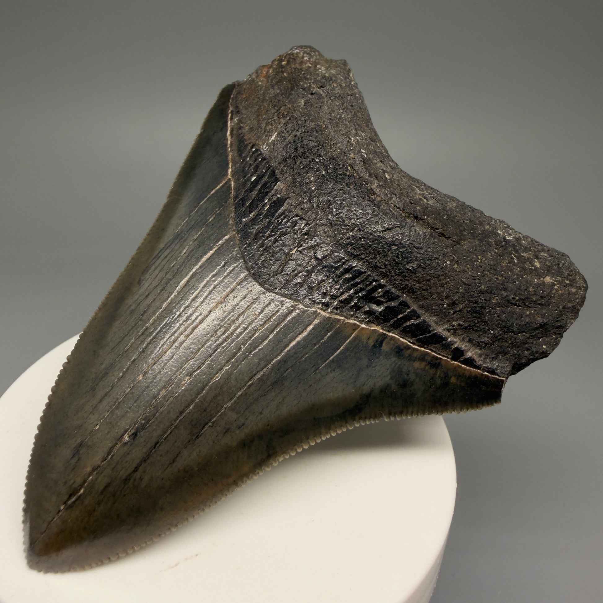Front Right View 3.44" Fossil Megalodon Shark Tooth - Georgia - Colorful, sharply serrated CM5719 