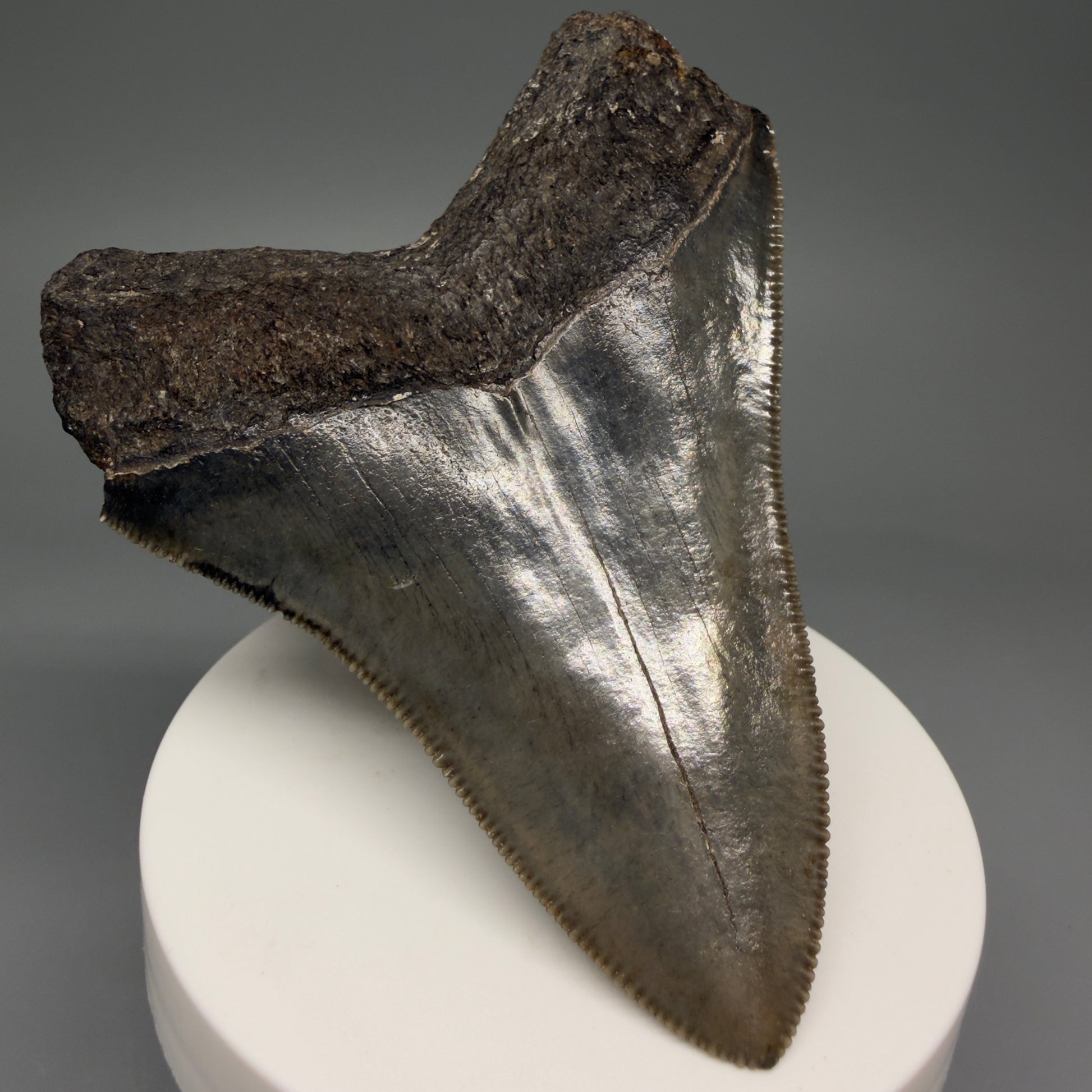 Back Left View 3.44" Fossil Megalodon Shark Tooth - Georgia - Colorful, sharply serrated CM5719 