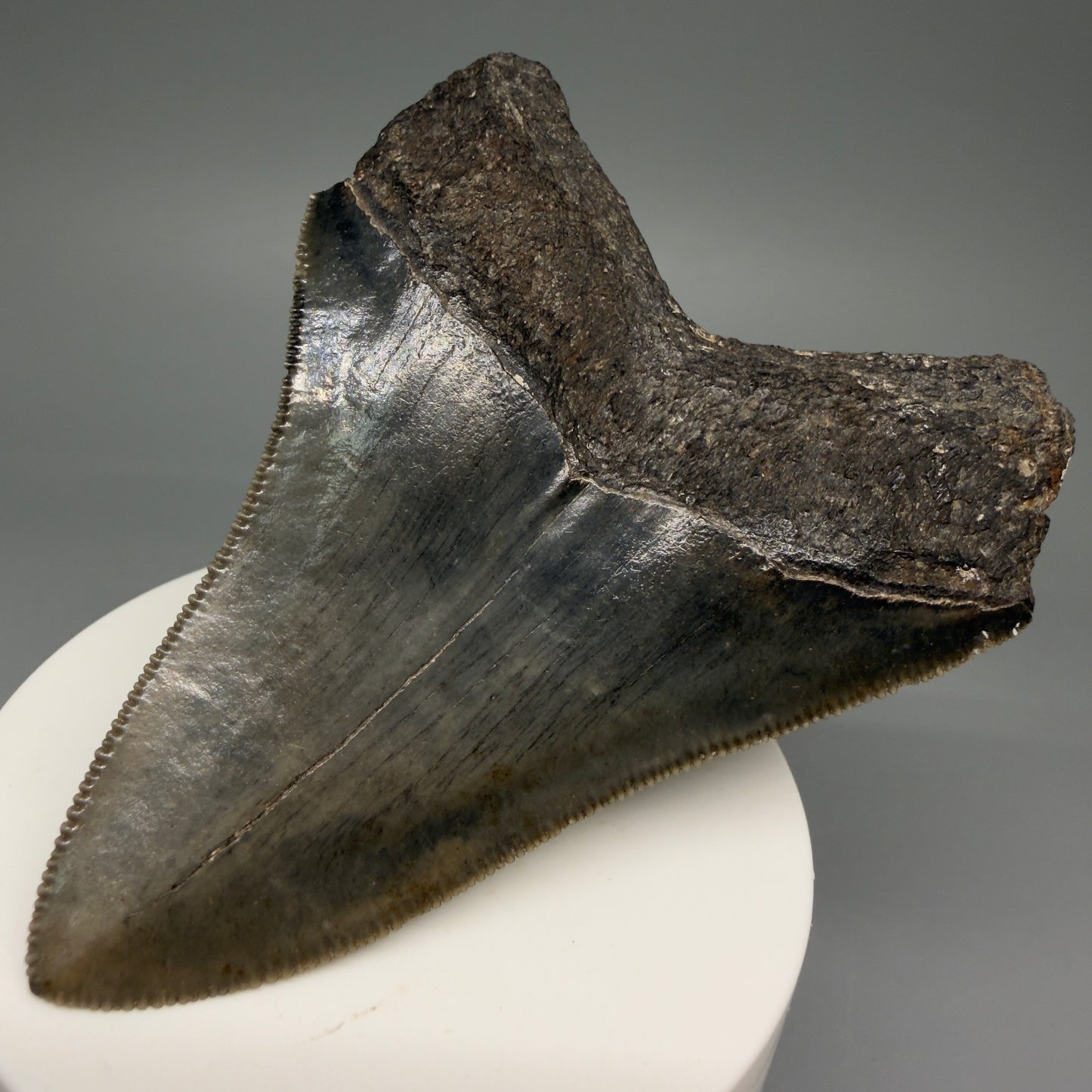 Back Right View 3.44" Fossil Megalodon Shark Tooth - Georgia - Colorful, sharply serrated CM5719 
