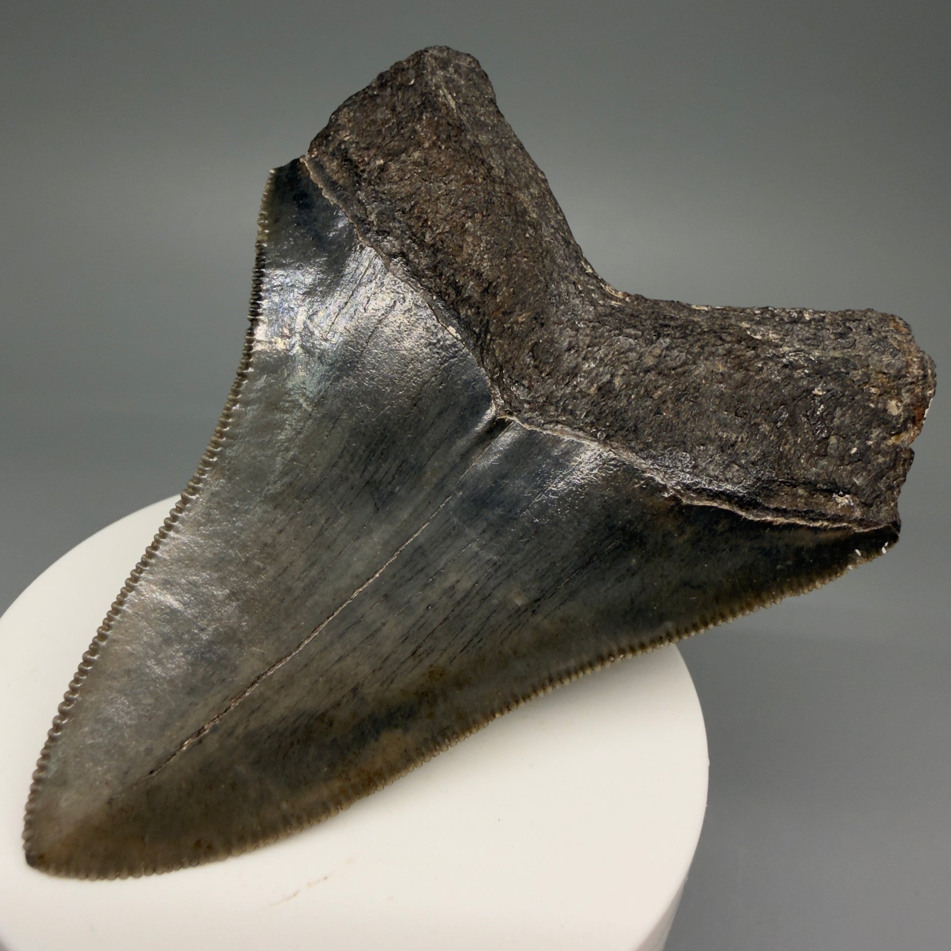 Back Right View 3.44" Fossil Megalodon Shark Tooth - Georgia - Colorful, sharply serrated CM5719 