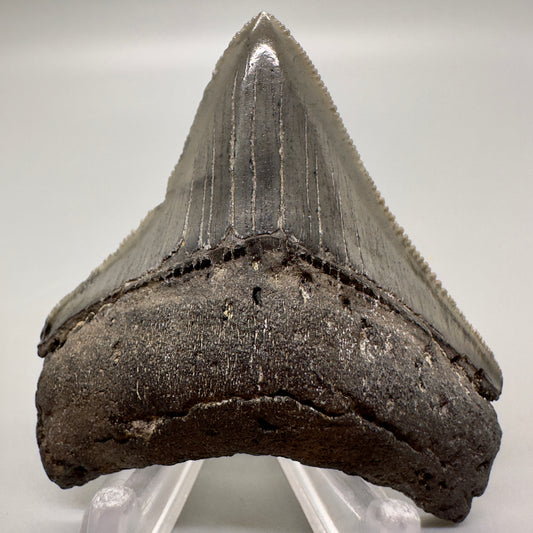 Sharply serrated posterior 2.42" Authentic Fossil Megalodon Tooth from South Carolina CM4603 - Front