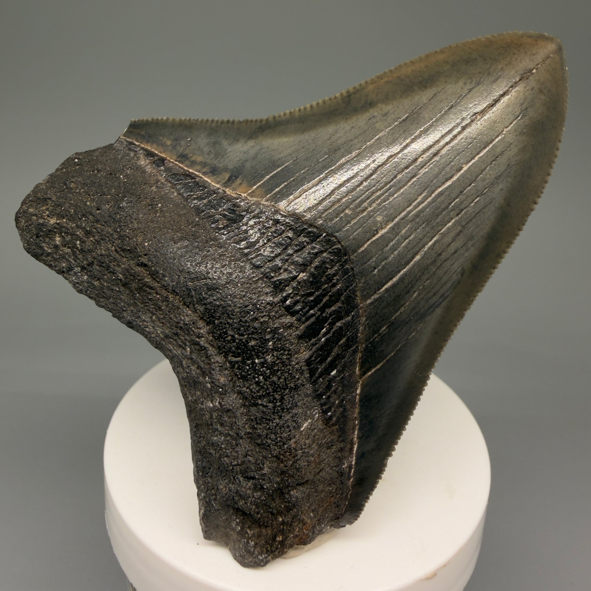 Front View 3.44" Fossil Megalodon Shark Tooth - Georgia - Colorful, sharply serrated CM5719 - 2