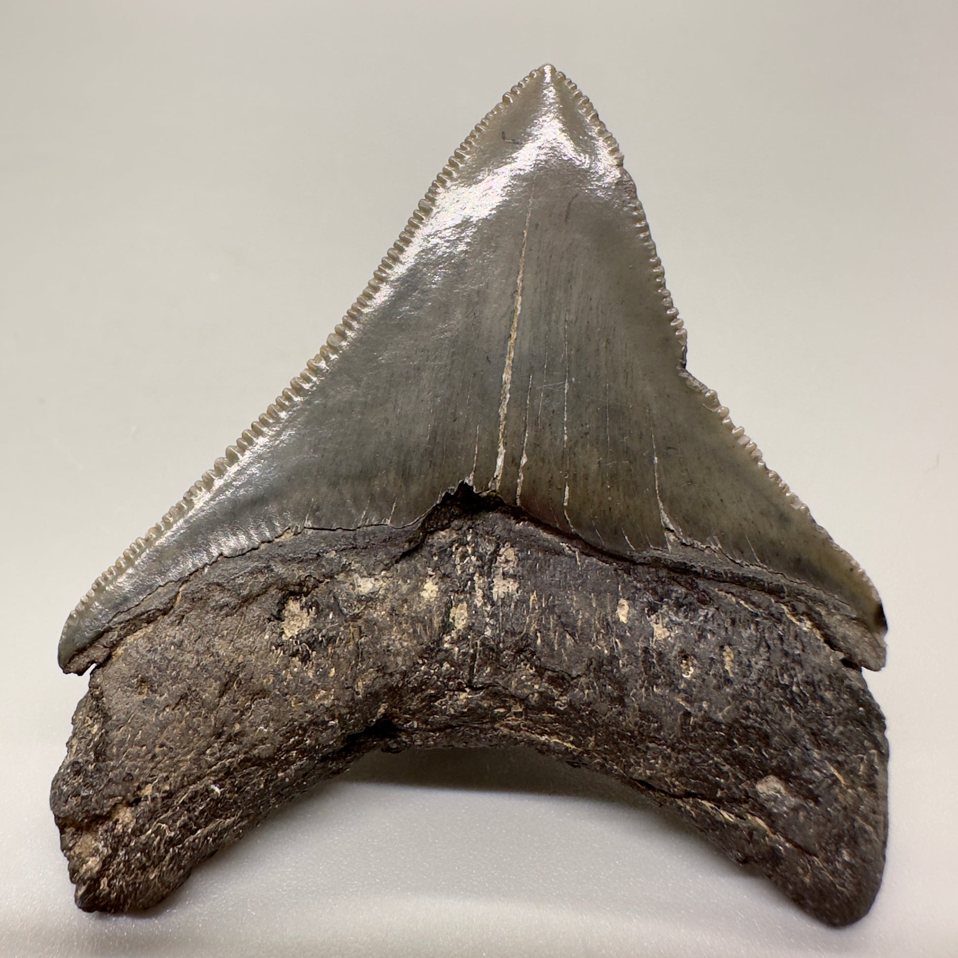 Sharply serrated posterior 2.42" Authentic Fossil Megalodon Tooth from South Carolina CM4603 - Back