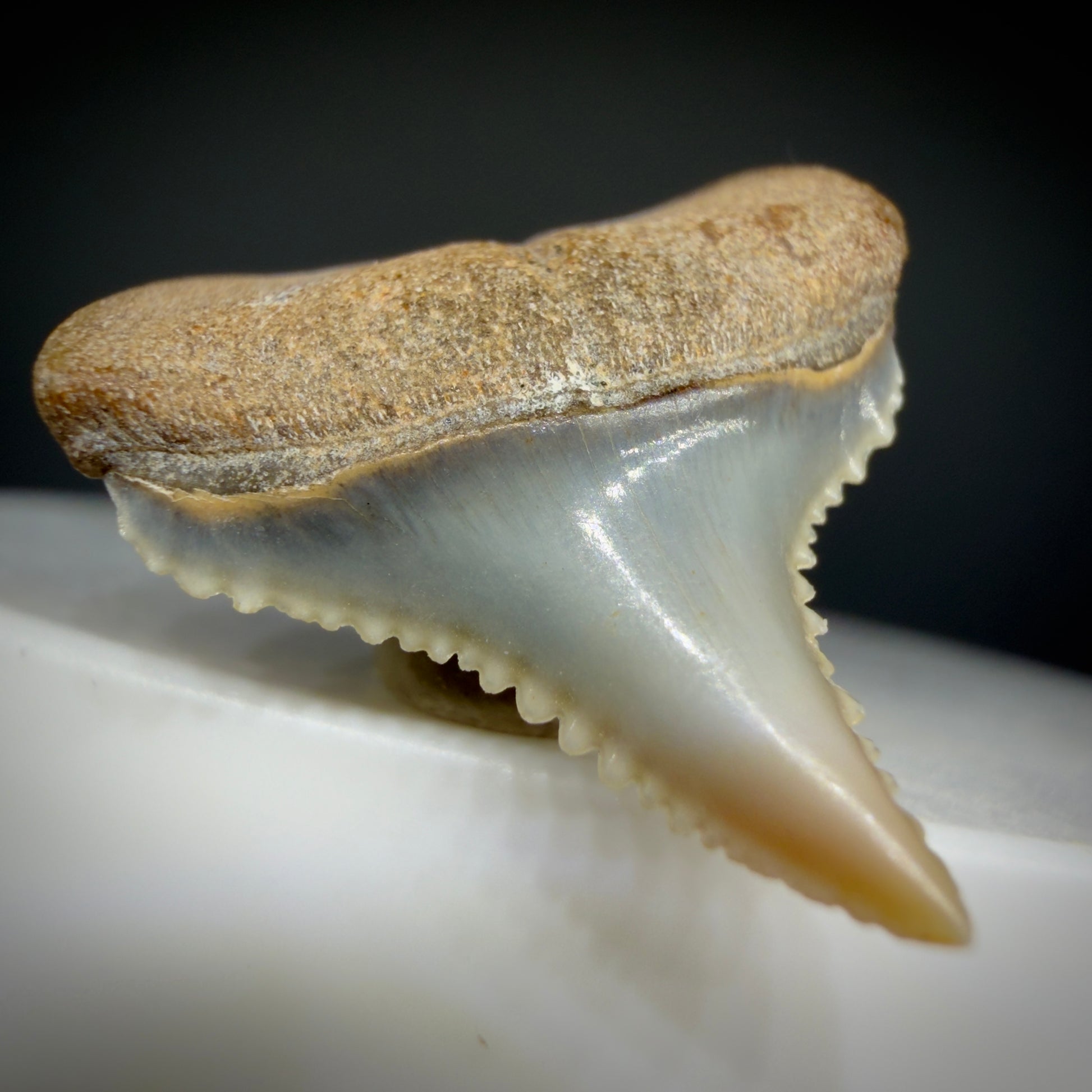 Front Left View Very colorful, sharply serrated posterior 0.91" long Fossil Great White Tooth from the deserts of Peru GW1306
