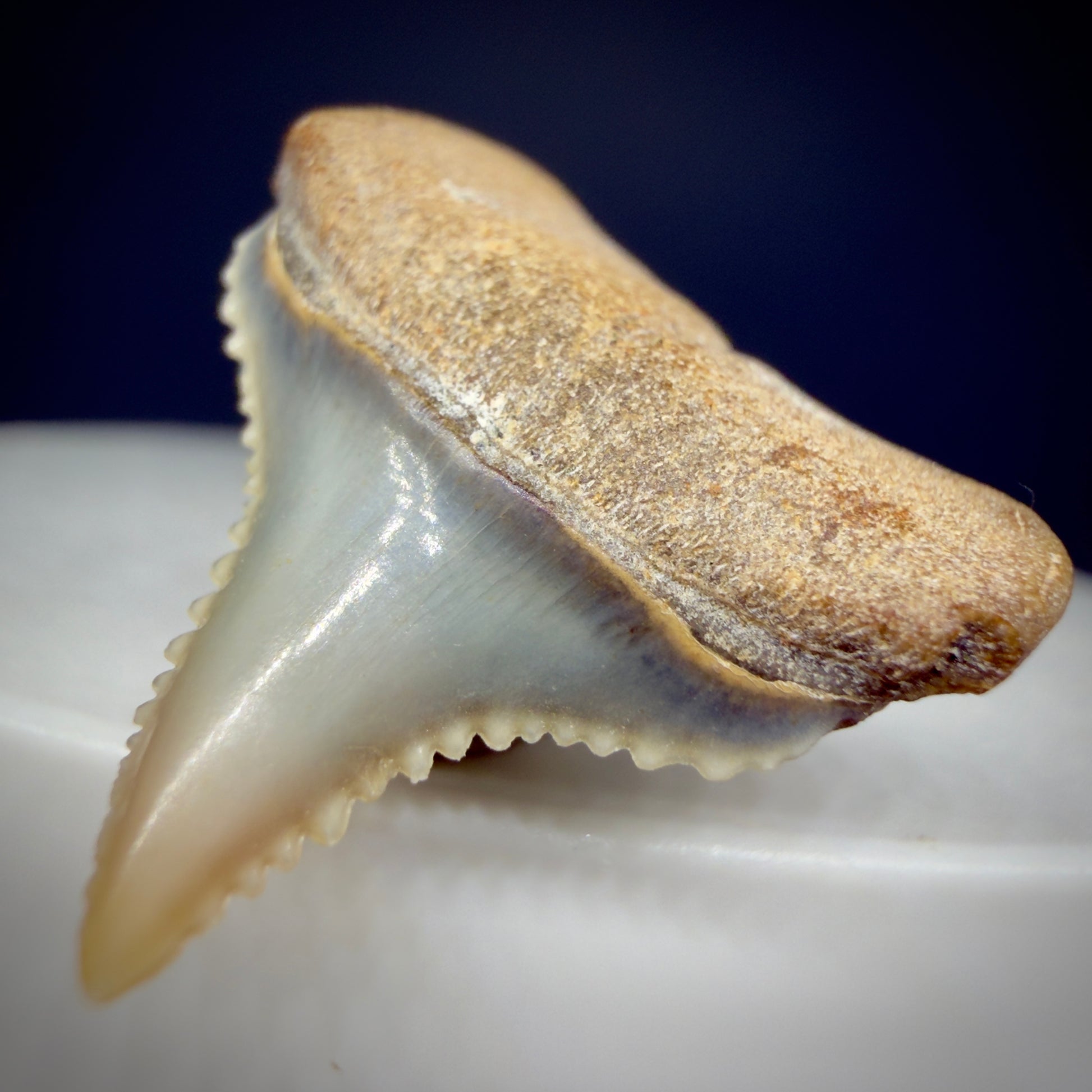 Front Right View Very colorful, sharply serrated posterior 0.91" long Fossil Great White Tooth from the deserts of Peru GW1306