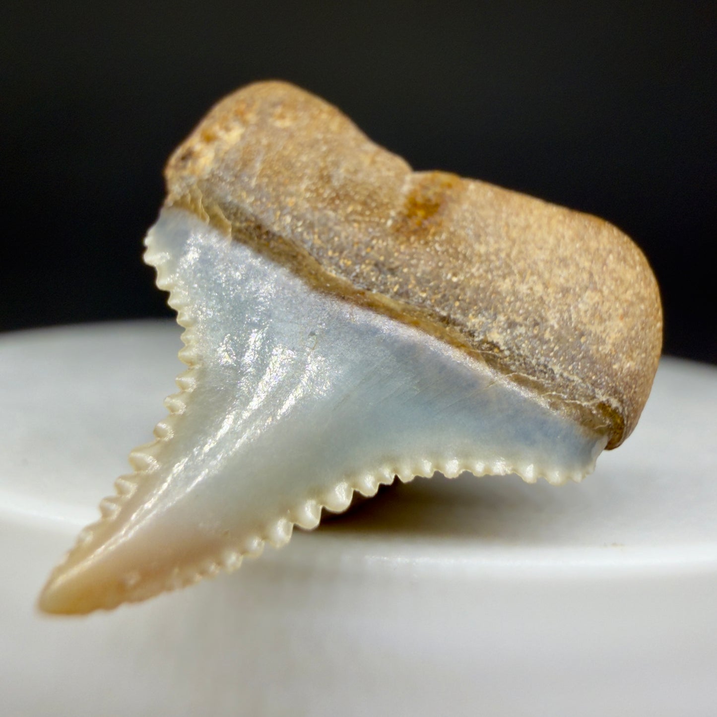 Back Right View Very colorful, sharply serrated posterior 0.91" long Fossil Great White Tooth from the deserts of Peru GW1306