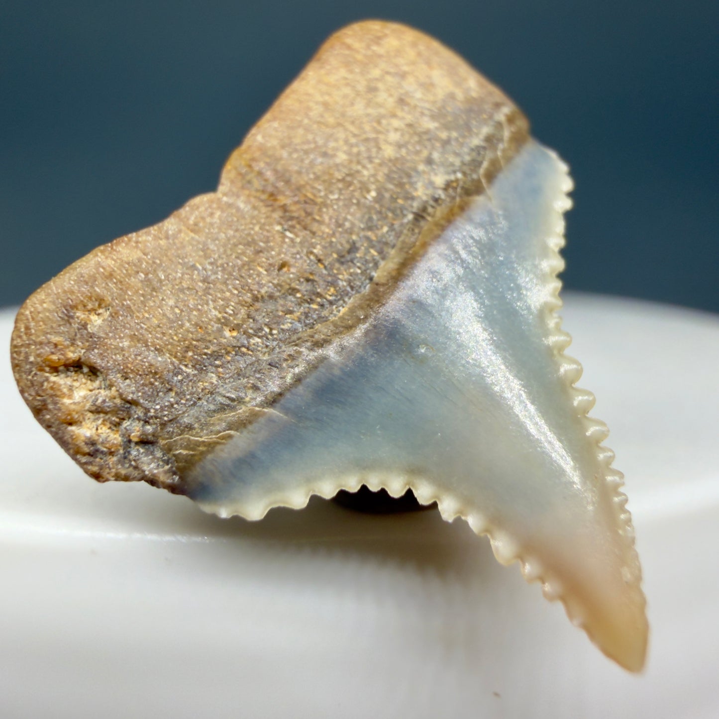 Back Left View Very colorful, sharply serrated posterior 0.91" long Fossil Great White Tooth from the deserts of Peru GW1306