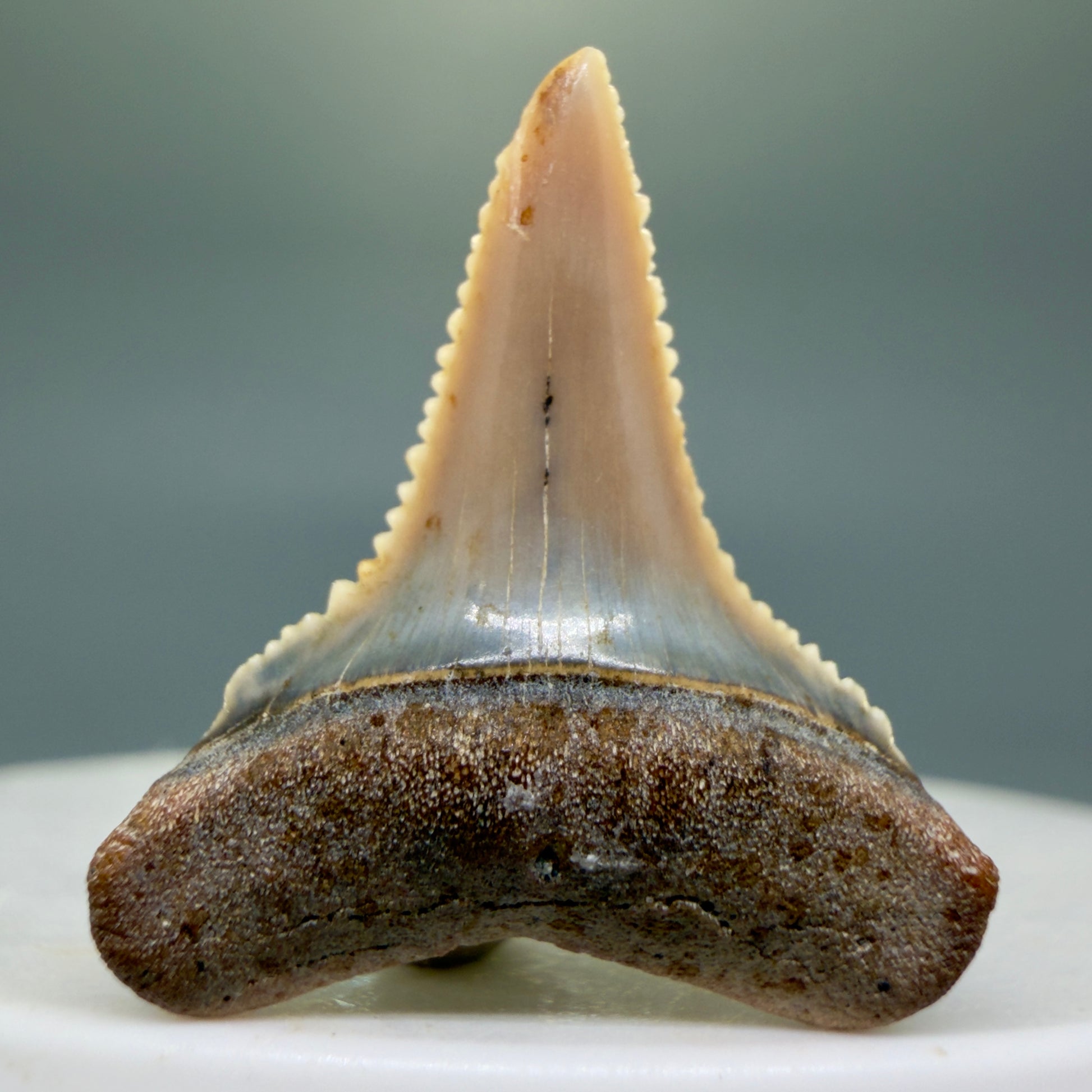 Front View Very colorful, sharply serrated 1.03" long Fossil Great White Tooth from the deserts of Peru GW1308 - 2