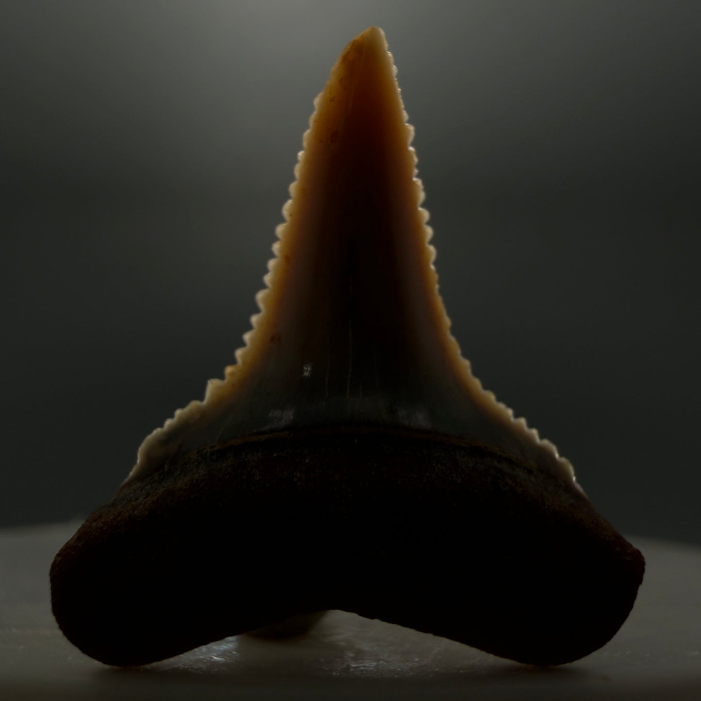 Front View Very colorful, sharply serrated 1.03" long Fossil Great White Tooth from the deserts of Peru GW1308 - 1