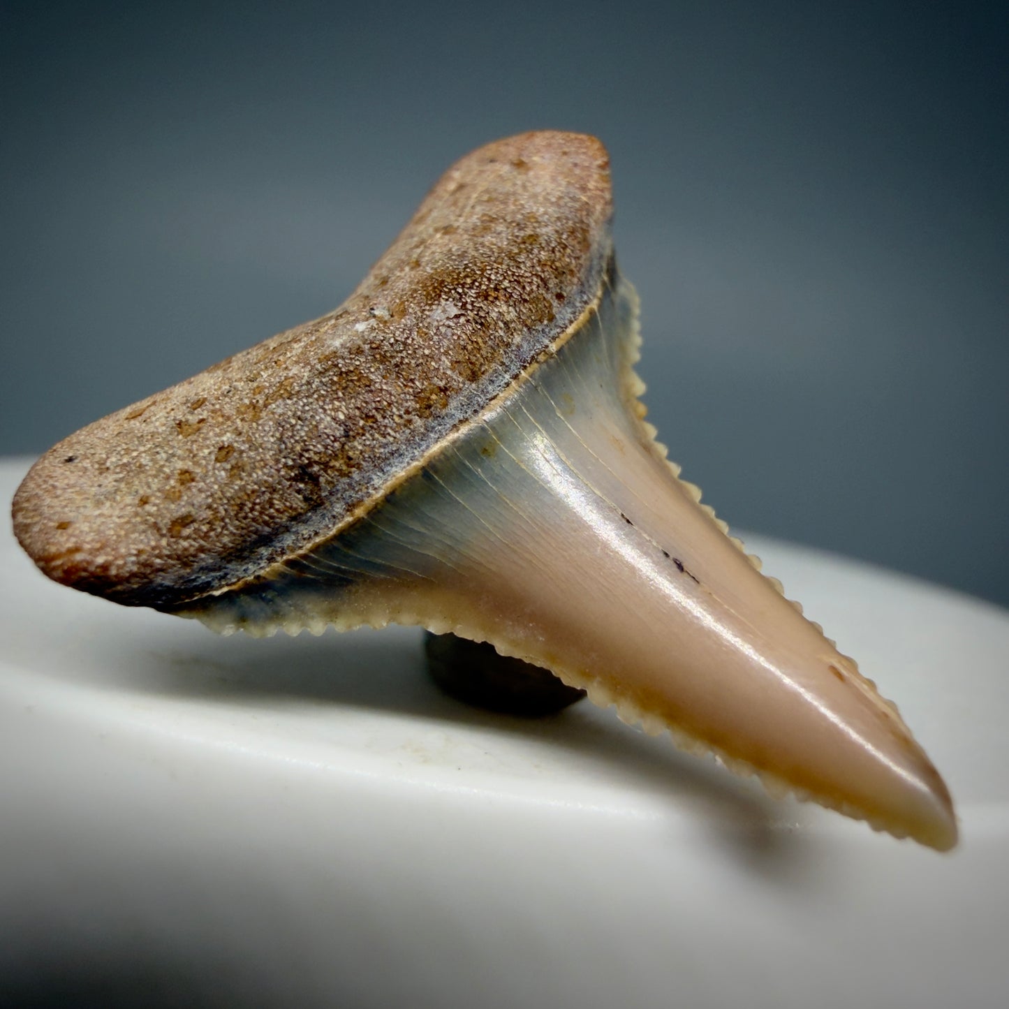 Front Left View Very colorful, sharply serrated 1.03" long Fossil Great White Tooth from the deserts of Peru GW1308