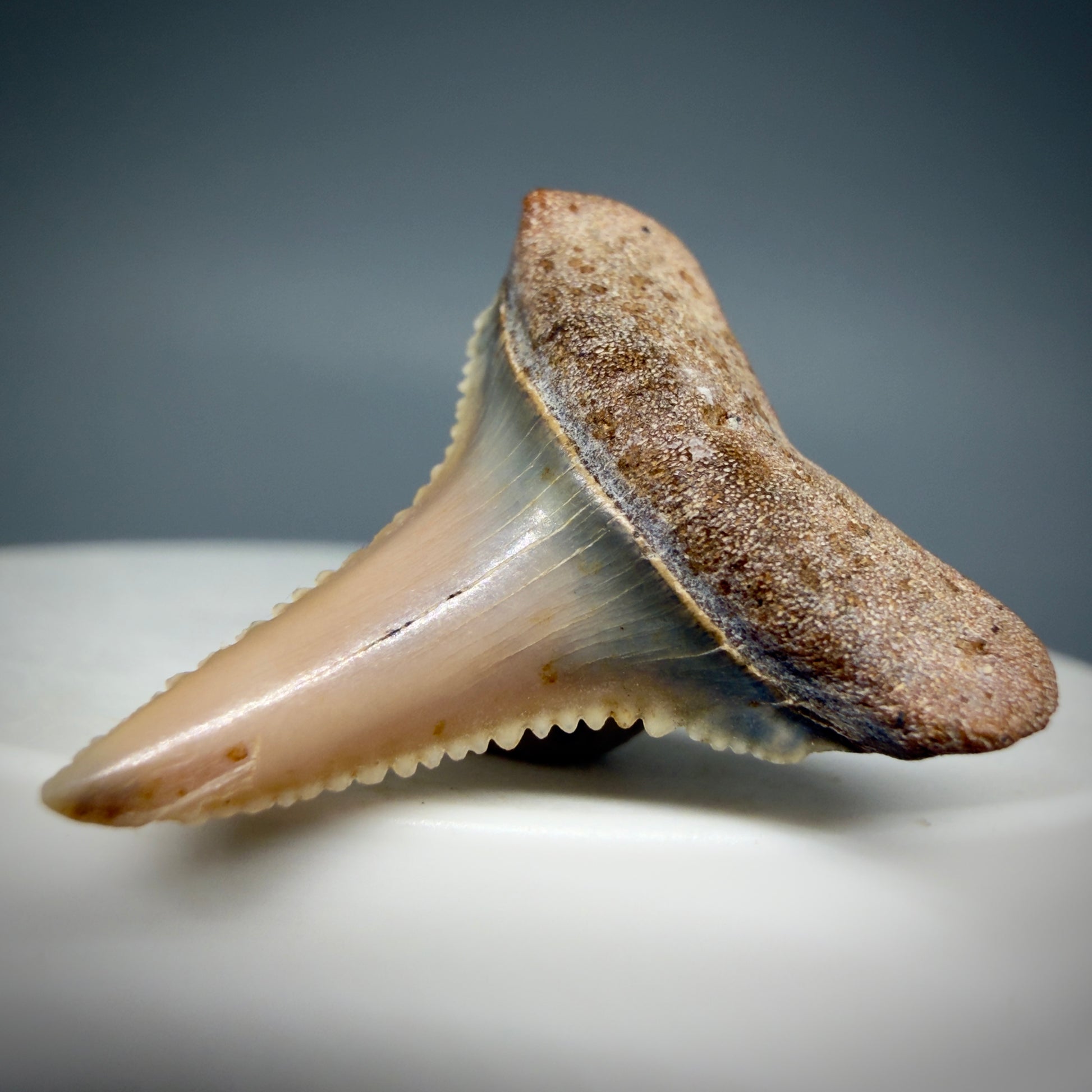 Front Right View Very colorful, sharply serrated 1.03" long Fossil Great White Tooth from the deserts of Peru GW1308