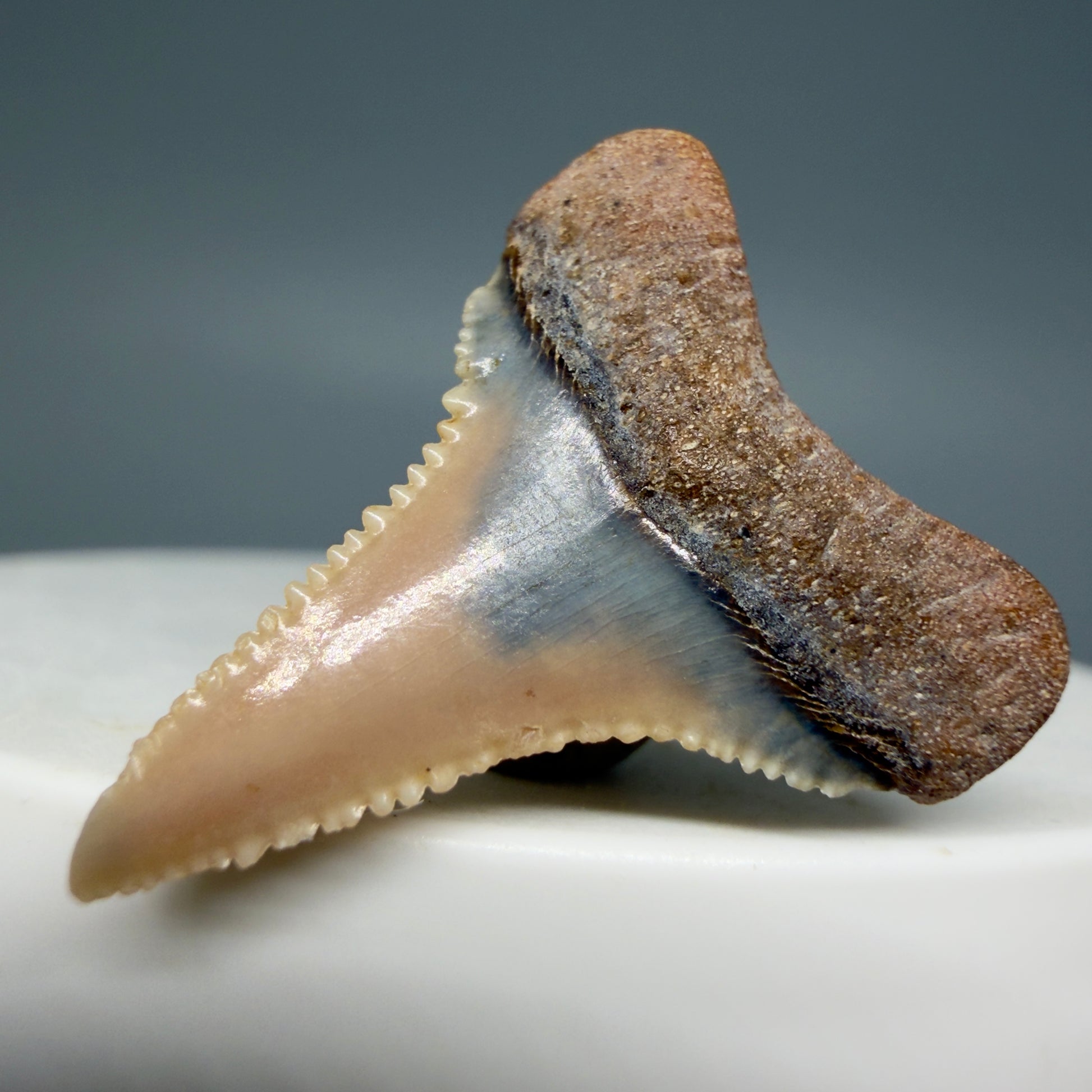 Back Right View Very colorful, sharply serrated 1.03" long Fossil Great White Tooth from the deserts of Peru GW1308