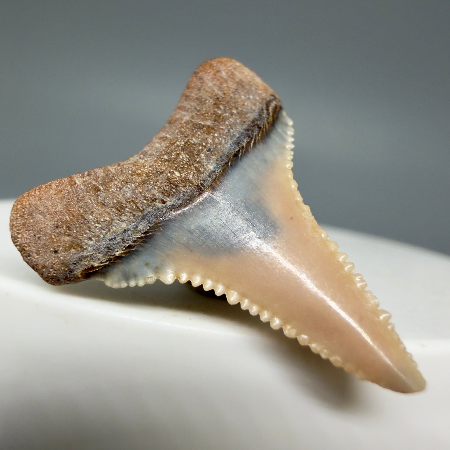 Back Left View Very colorful, sharply serrated 1.03" long Fossil Great White Tooth from the deserts of Peru GW1308