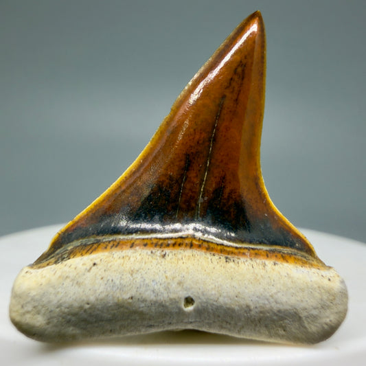 Front View Stunning, high quality 1.27" long Fossil Transitional Great White - Carcharodon hubbelli Tooth from Peru | Fossil for Sale GW1304