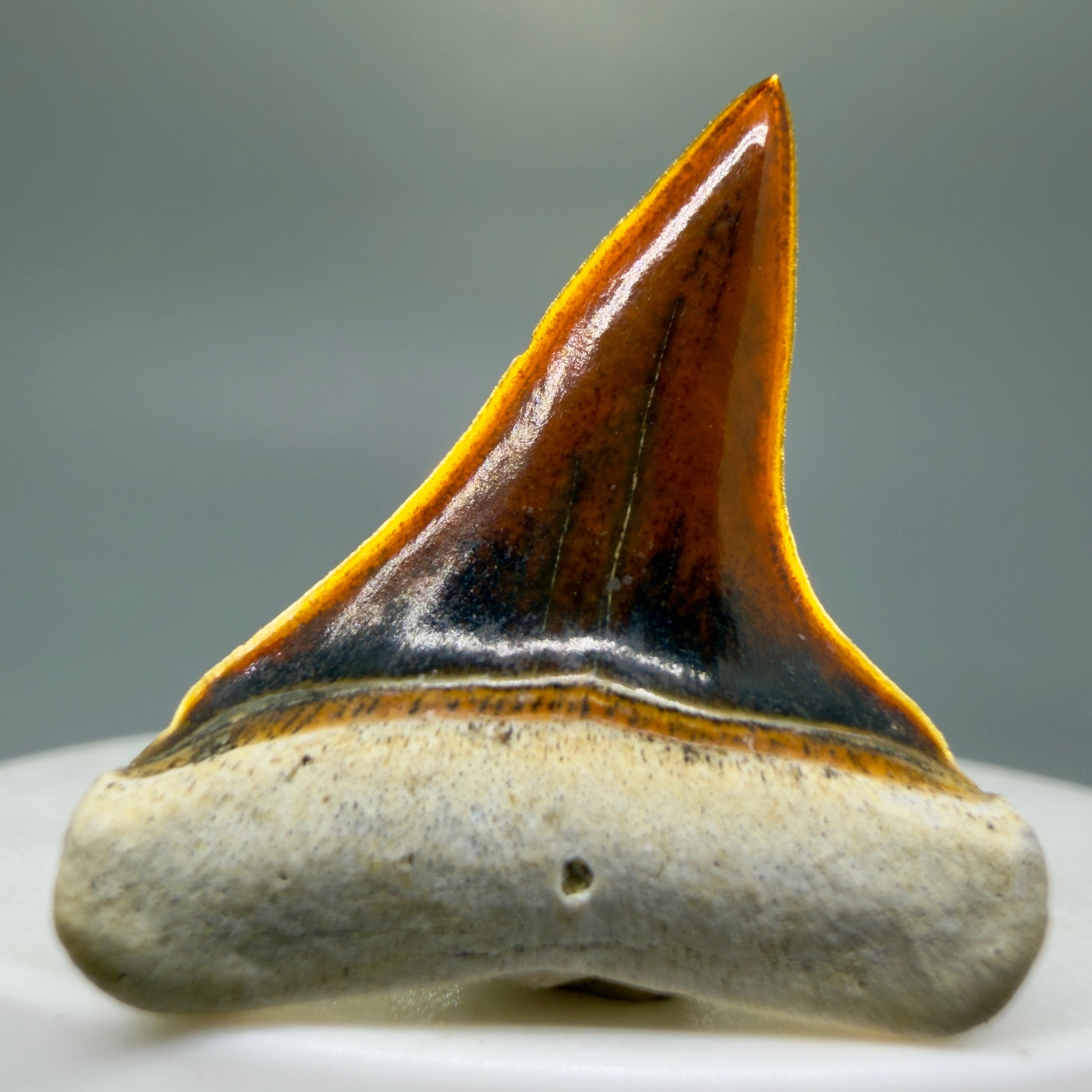 Front View Stunning, high quality 1.27" long Fossil Transitional Great White - Carcharodon hubbelli Tooth from Peru | Fossil for Sale GW1304 - 3